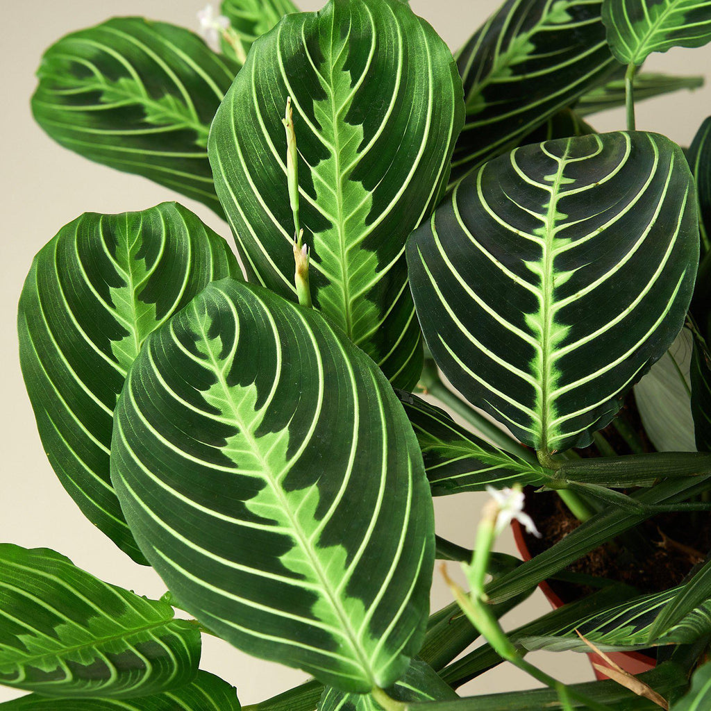 Maranta 'Lemon Lime' | Maranta leuconeura 'Lemon Lime'