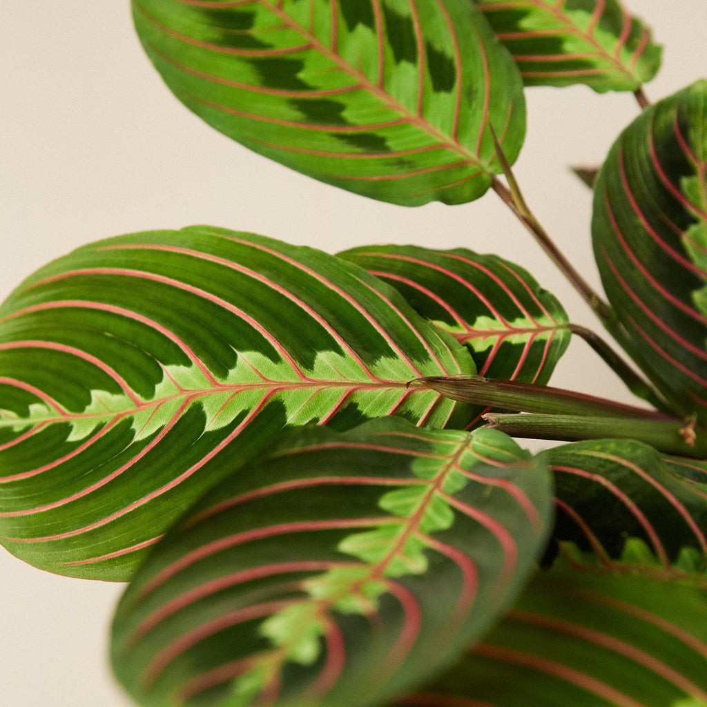 Maranta 'Red Prayer' | Maranta leuconeura var. erythroneura