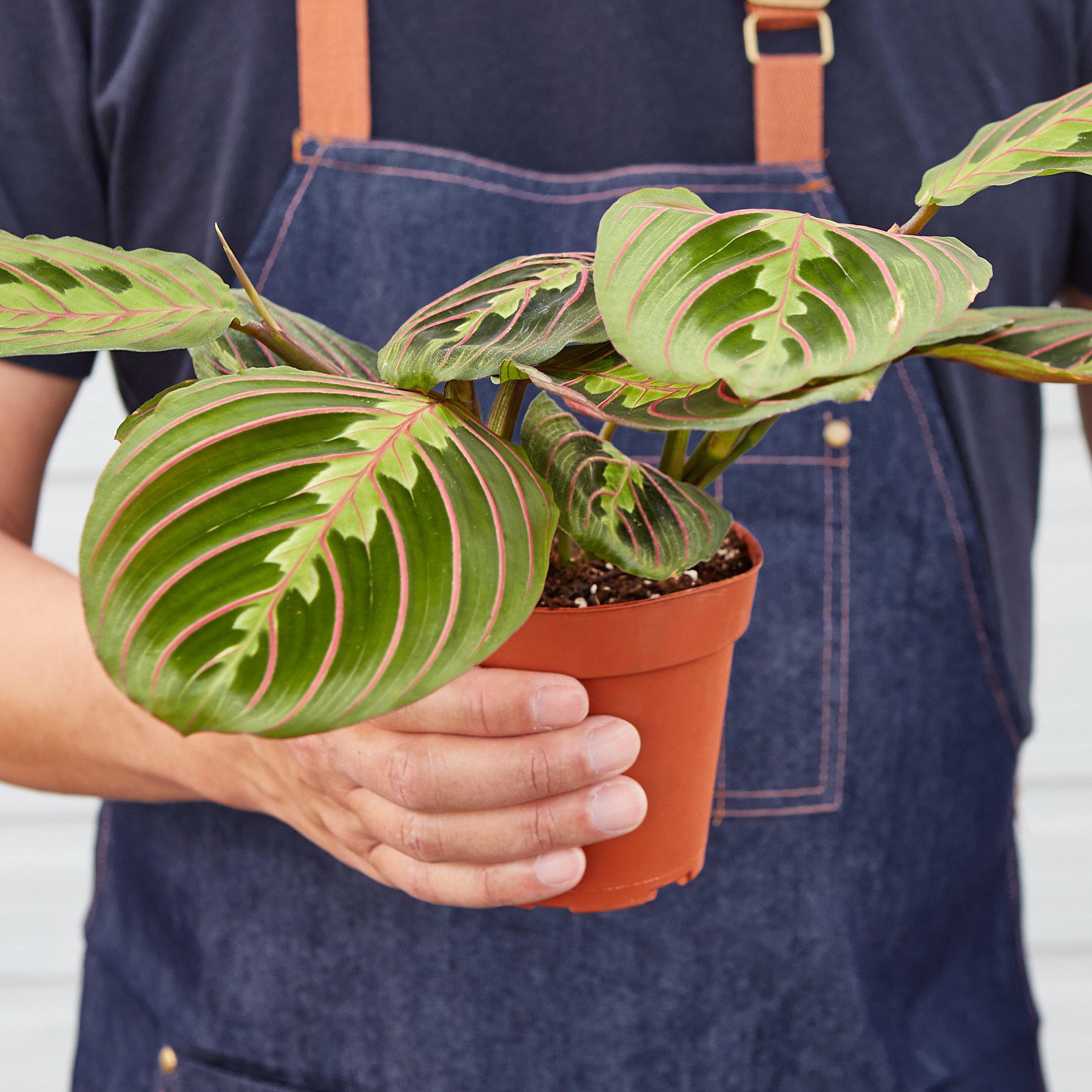 Maranta 'Red Prayer' | Maranta leuconeura var. erythroneura