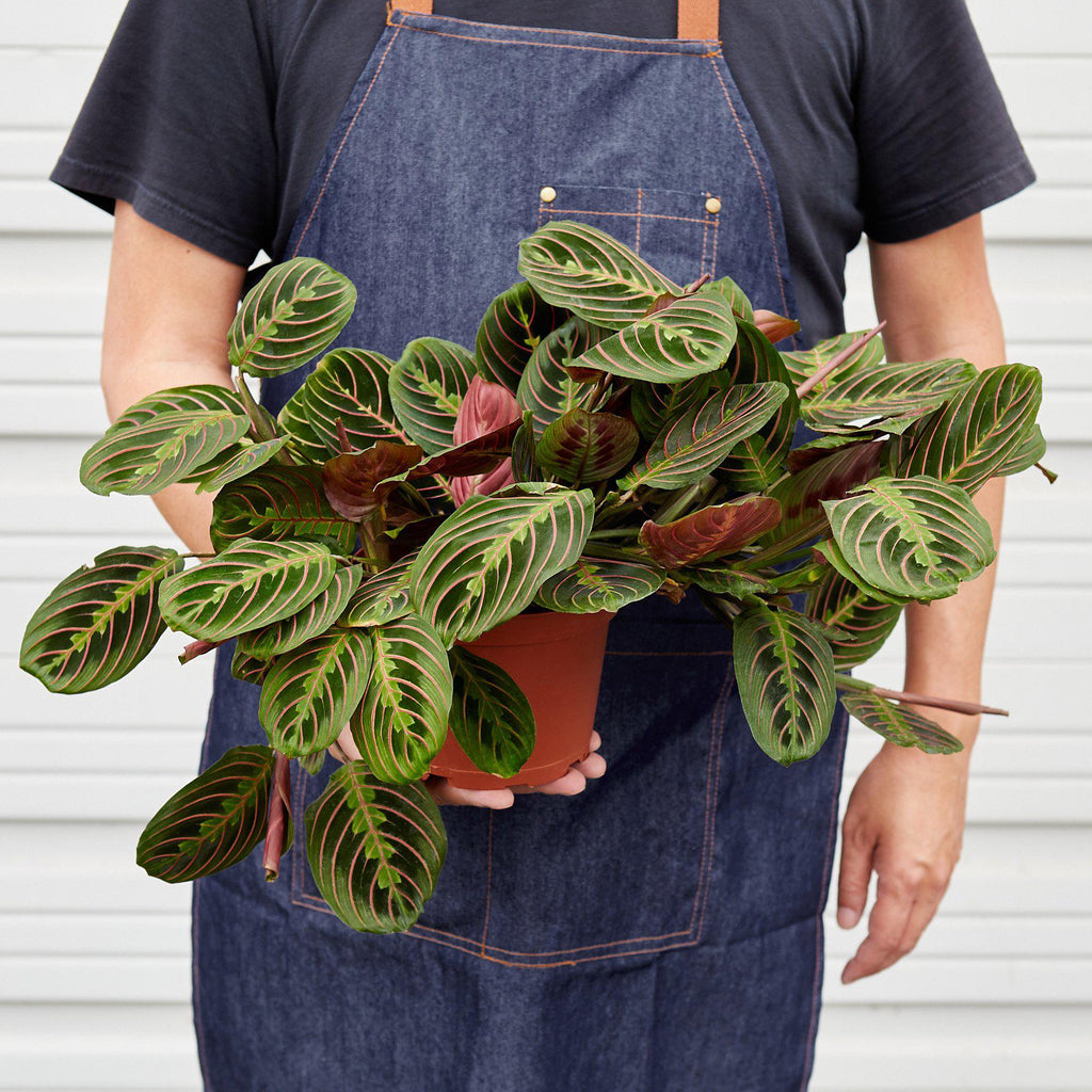 Maranta 'Red Prayer' | Maranta leuconeura var. erythroneura
