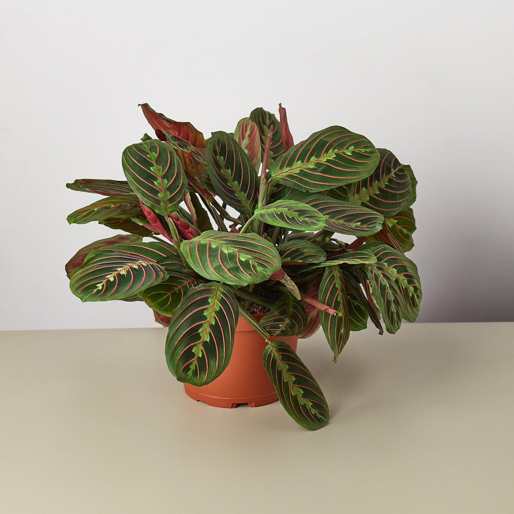 Maranta 'Red Prayer' | Maranta leuconeura var. erythroneura
