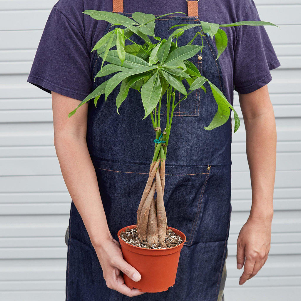 Money Tree 'Guiana Chestnut' | Pachira aquatica