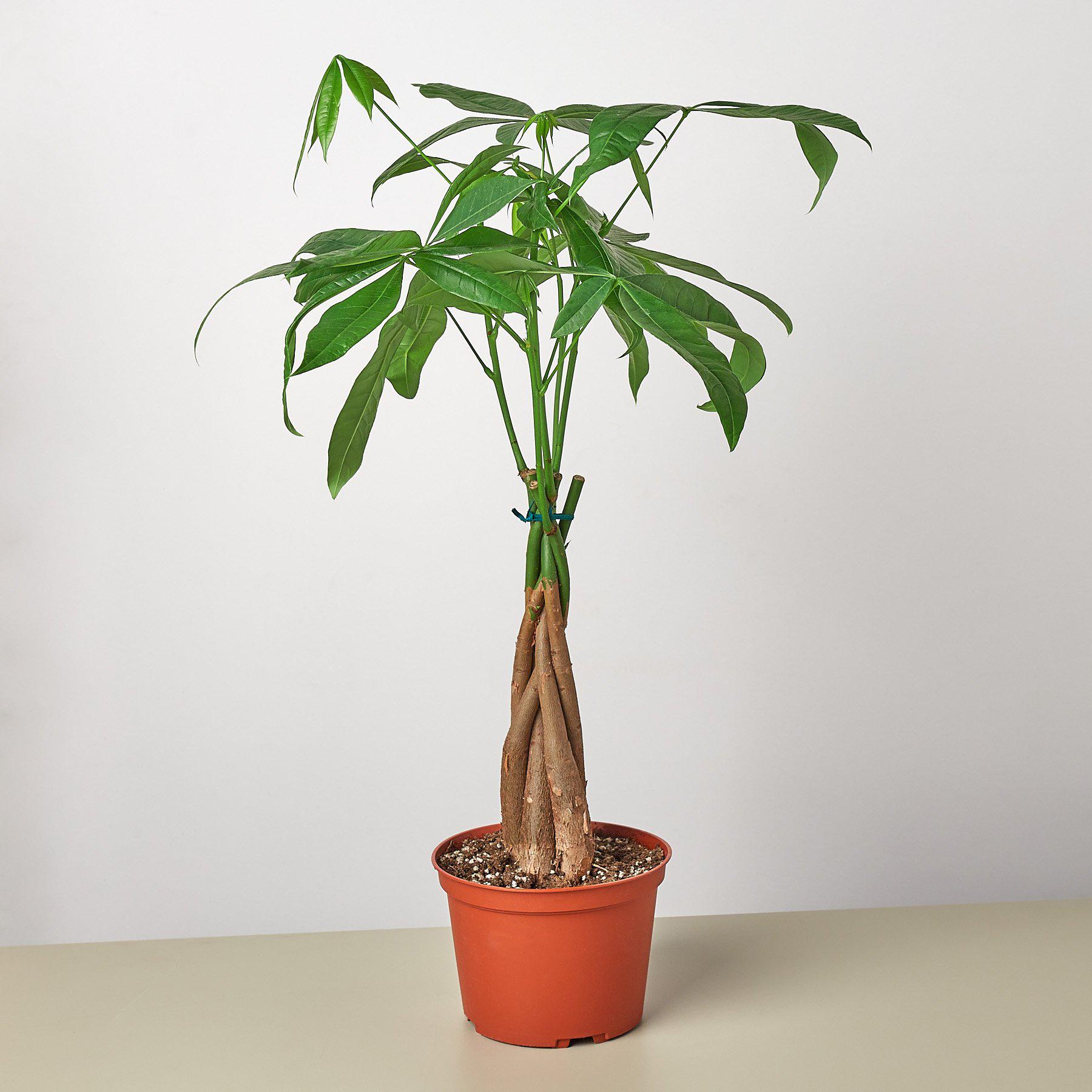 Money Tree 'Guiana Chestnut' | Pachira aquatica