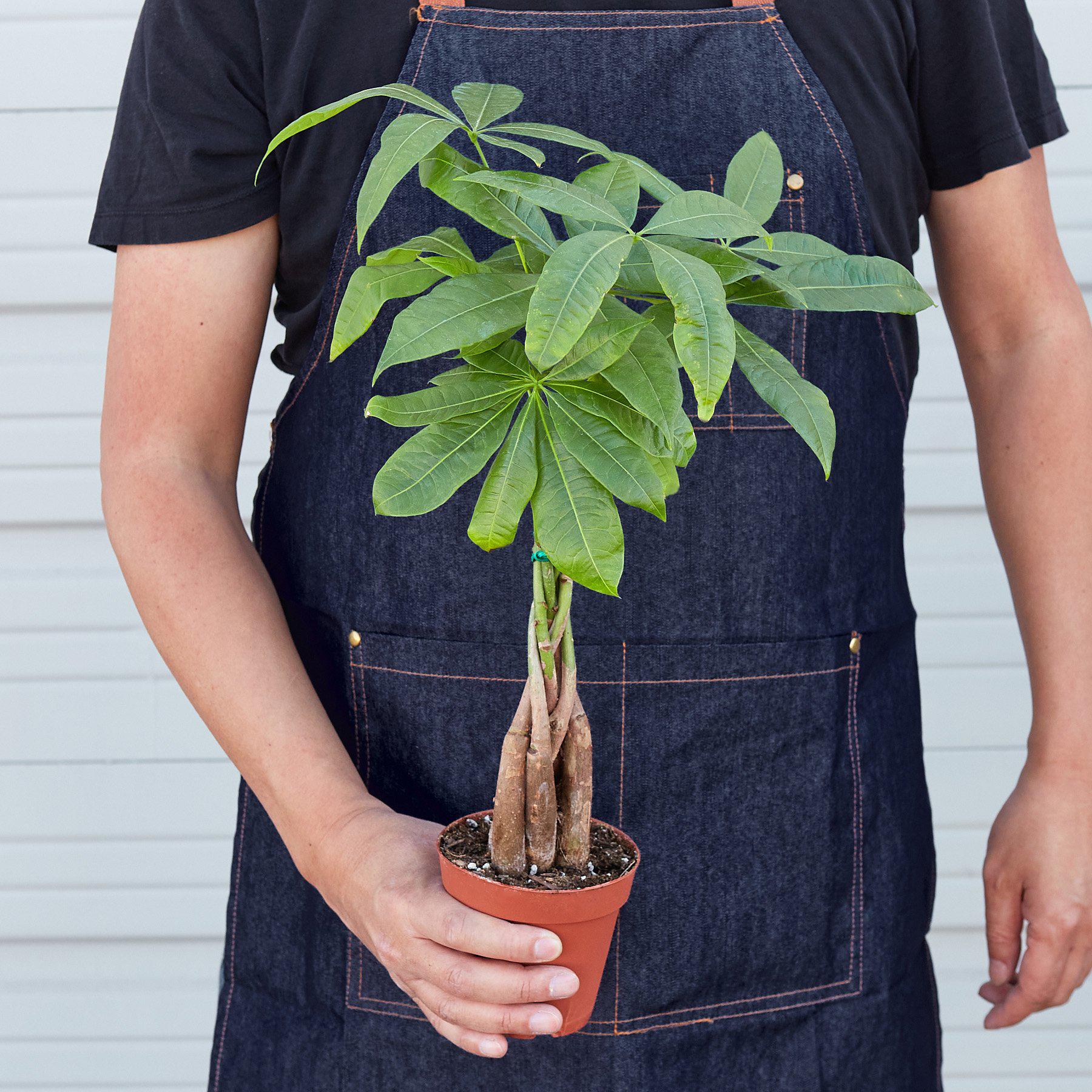 Money Tree 'Guiana Chestnut' | Pachira aquatica