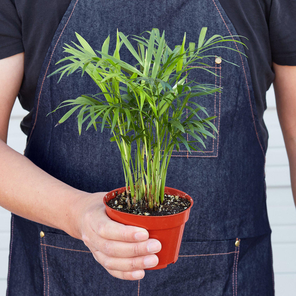 Parlor Palm | Chamaedorea elegans