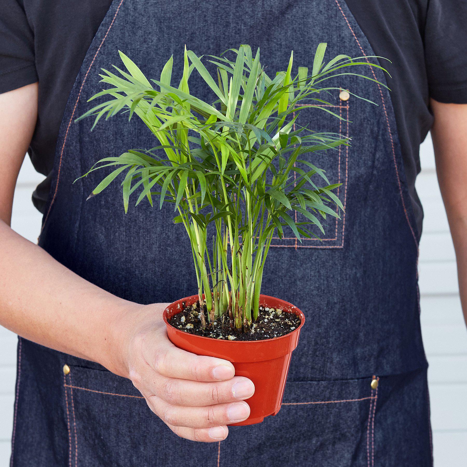 Parlor Palm | Chamaedorea elegans