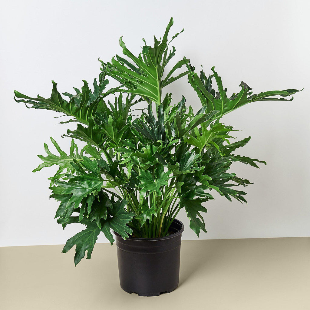 Philodendron 'Lickety Split' | Thaumatophyllum bipinnatifidum 'Lickety Split'