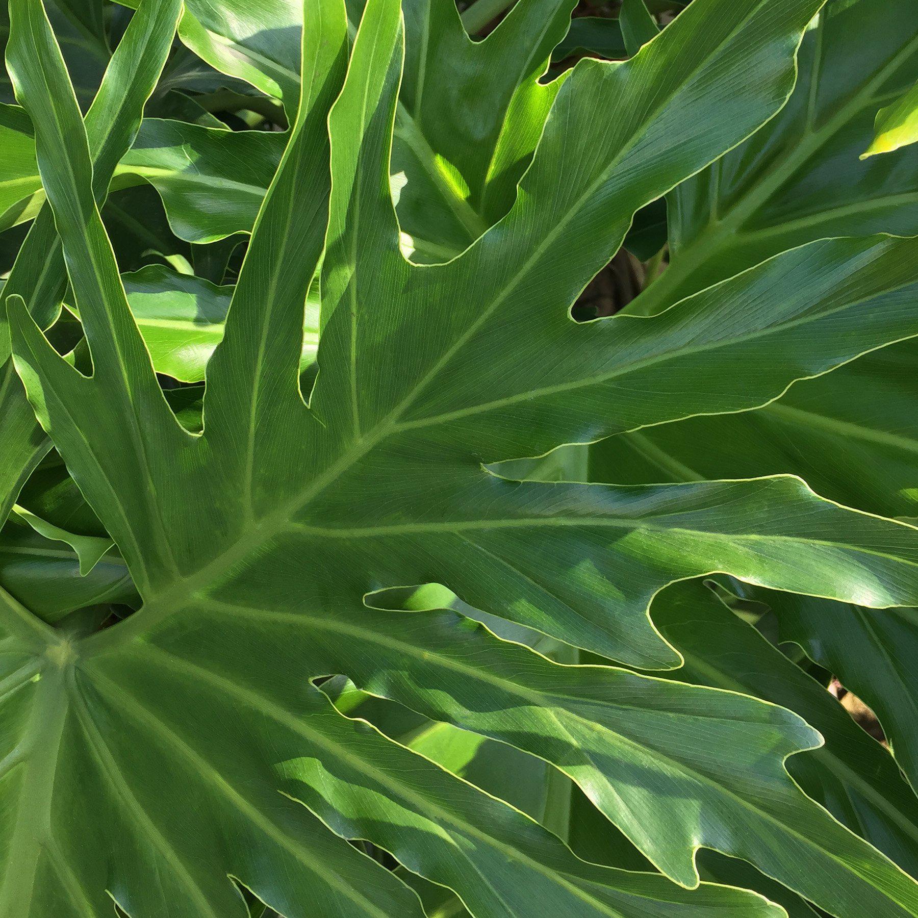 Philodendron 'Lickety Split' | Thaumatophyllum bipinnatifidum 'Lickety Split'