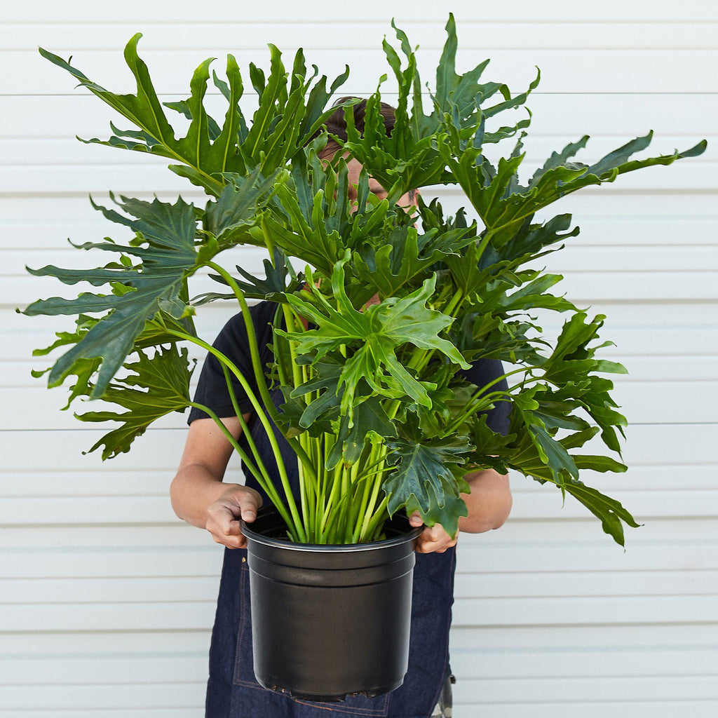 Philodendron 'Lickety Split' | Thaumatophyllum bipinnatifidum 'Lickety Split'