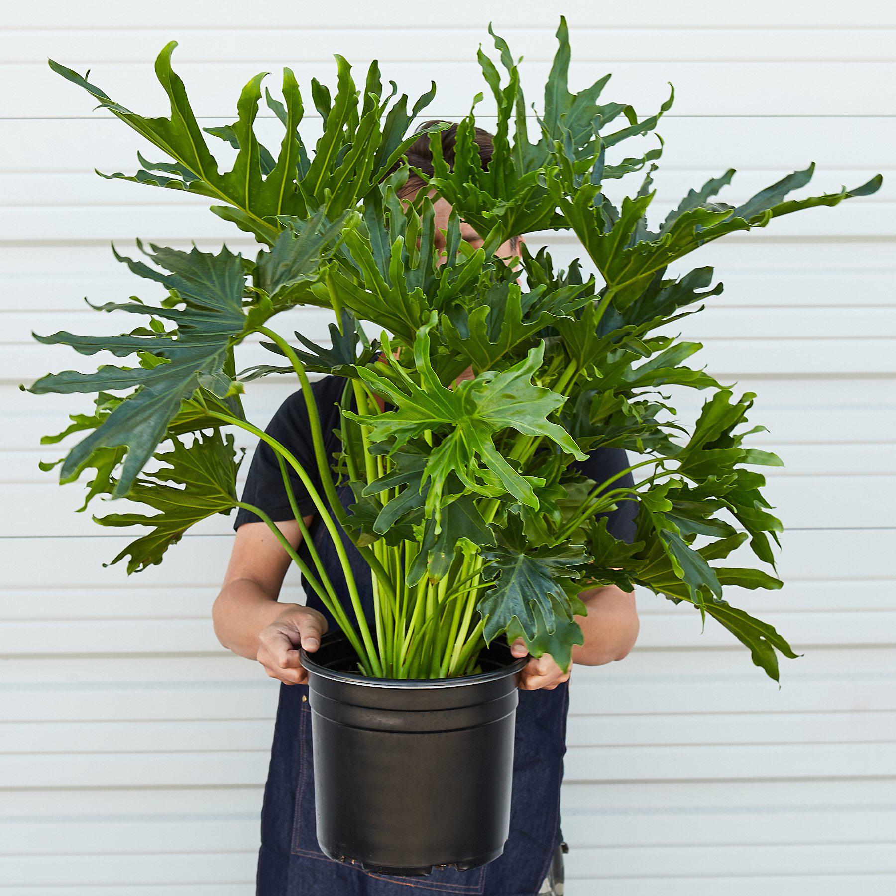 Philodendron 'Lickety Split' | Thaumatophyllum bipinnatifidum 'Lickety Split'