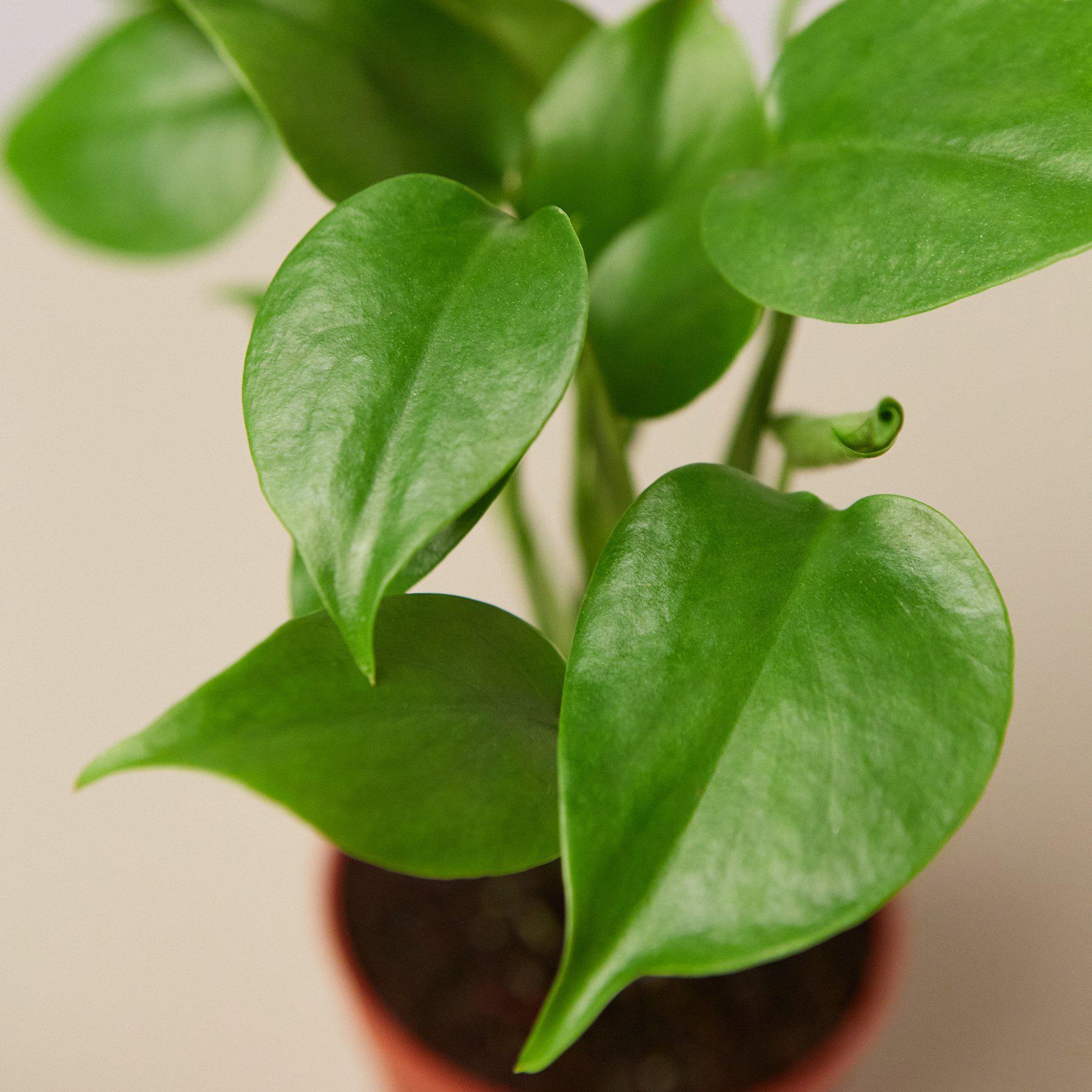 Monstera 'Split-Leaf' | Monstera deliciosa