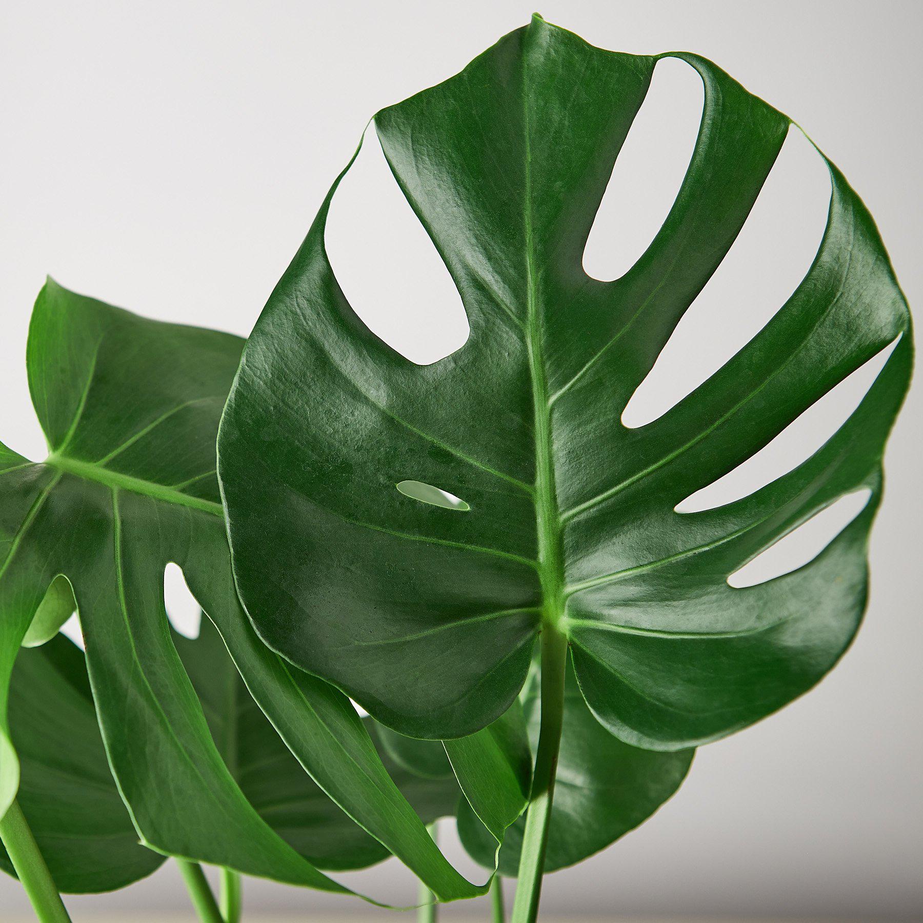 Monstera 'Split-Leaf' | Monstera deliciosa