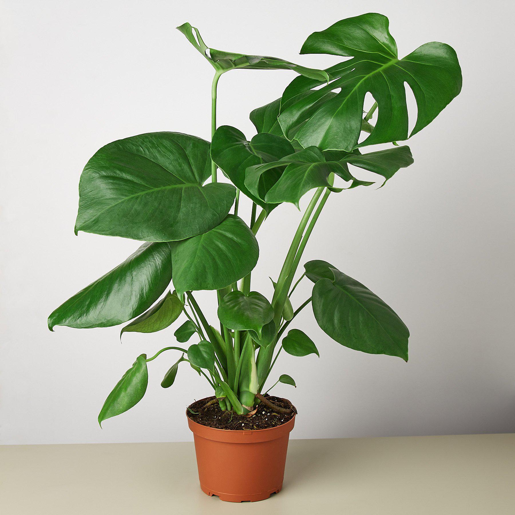 Monstera 'Split-Leaf' | Monstera deliciosa