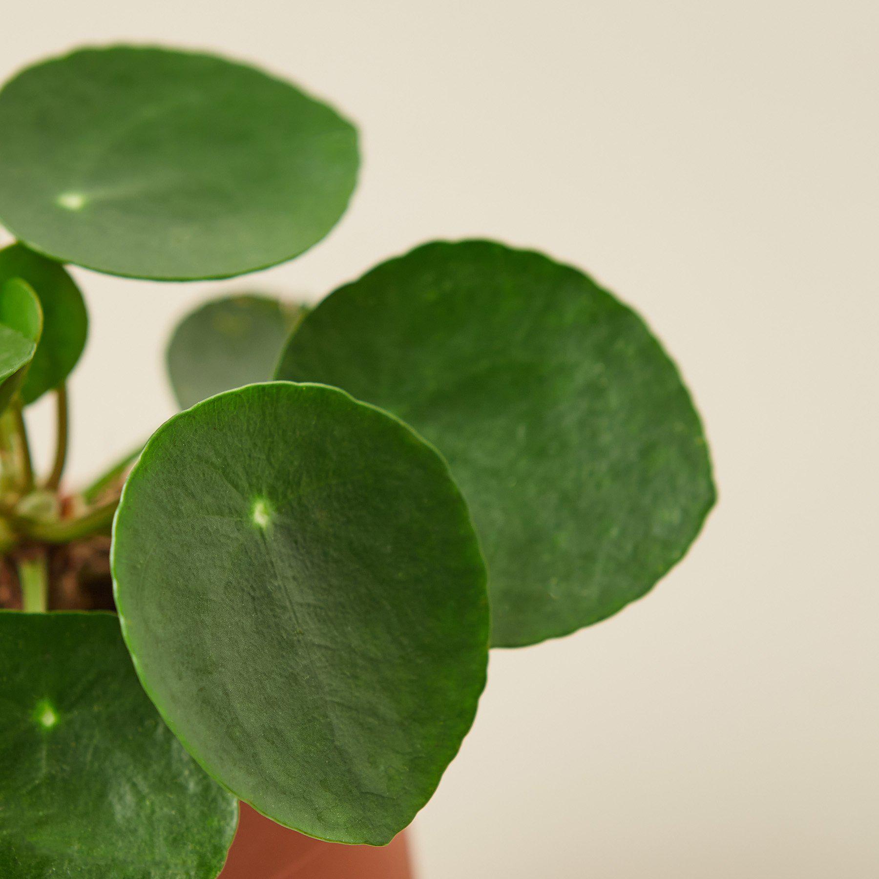 Pilea peperomioides 'Chinese Money' | Pilea peperomioides