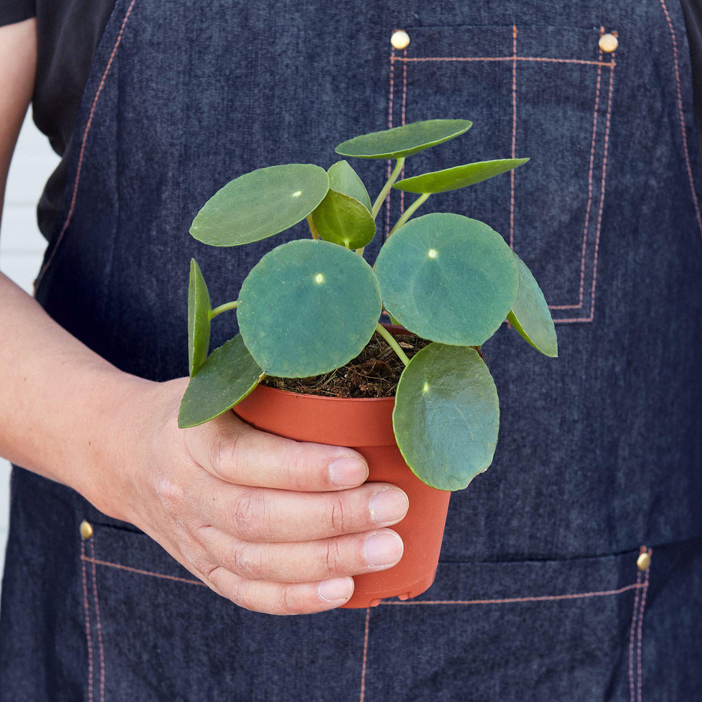 Pilea peperomioides 'Chinese Money' | Pilea peperomioides