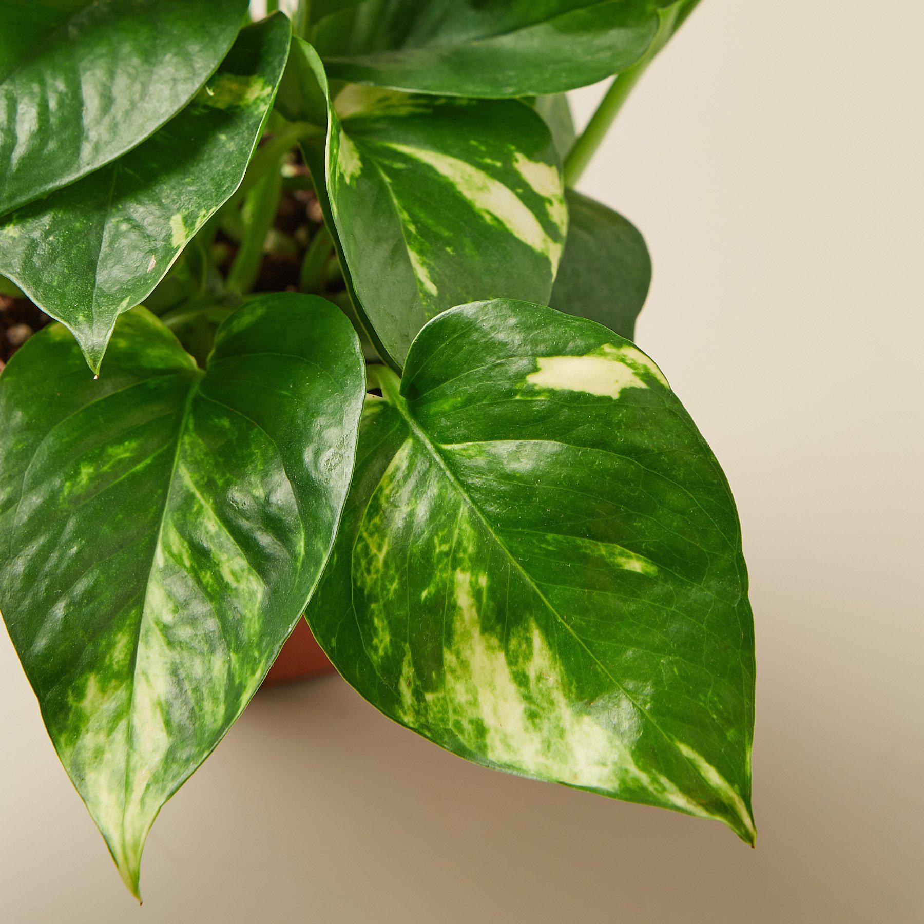 Pothos 'Golden' | Epipremnum aureum