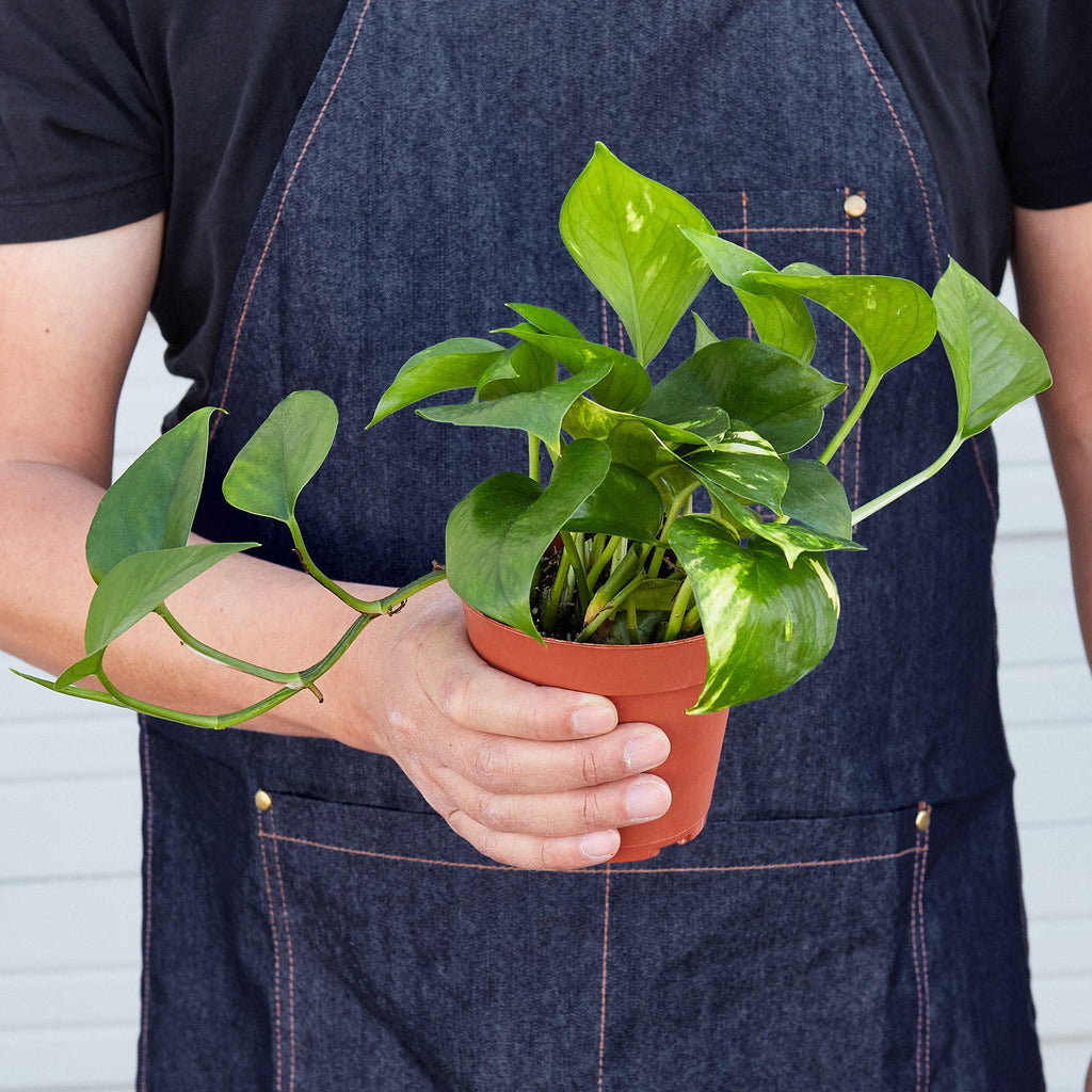 Pothos 'Golden' | Epipremnum aureum
