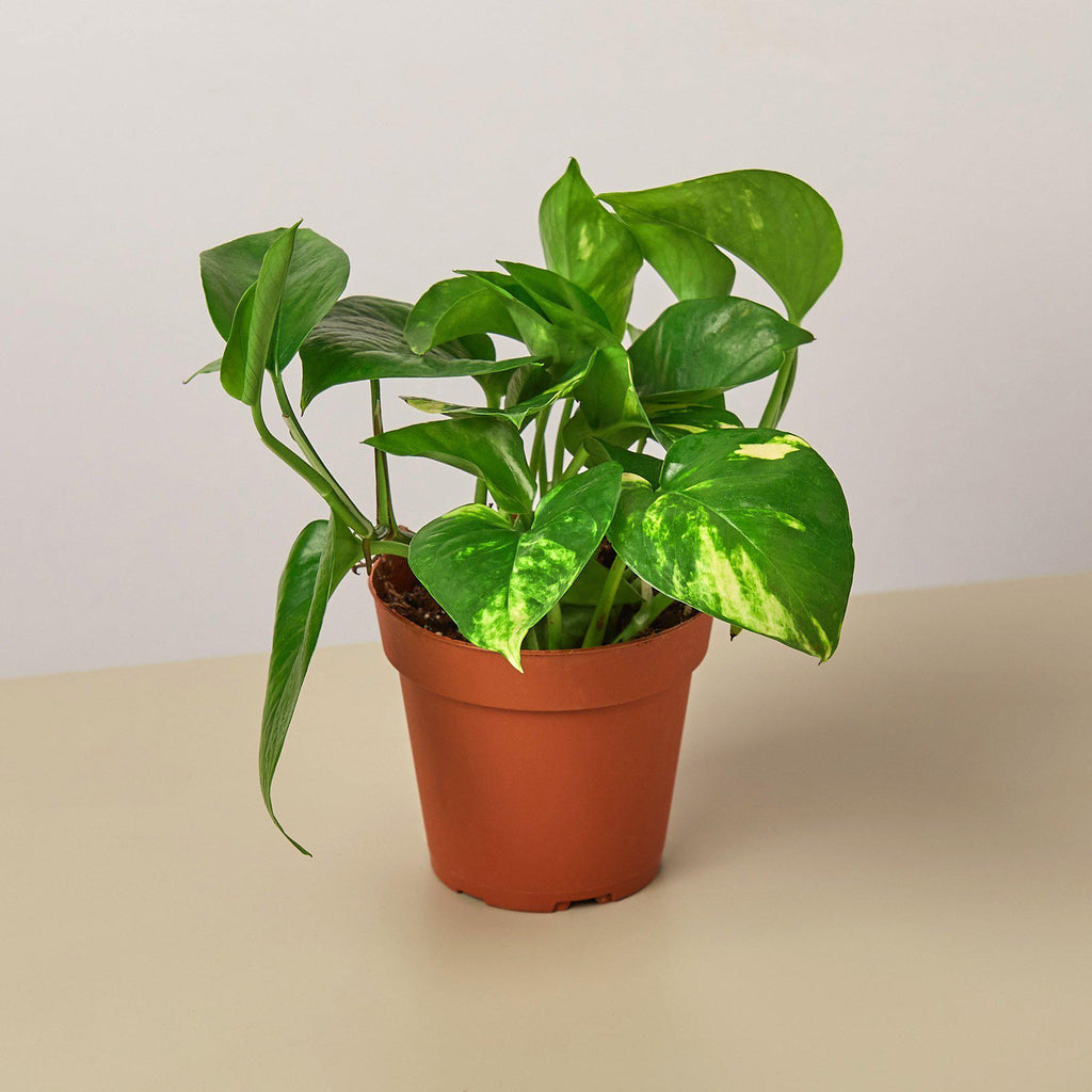Pothos 'Golden' | Epipremnum aureum