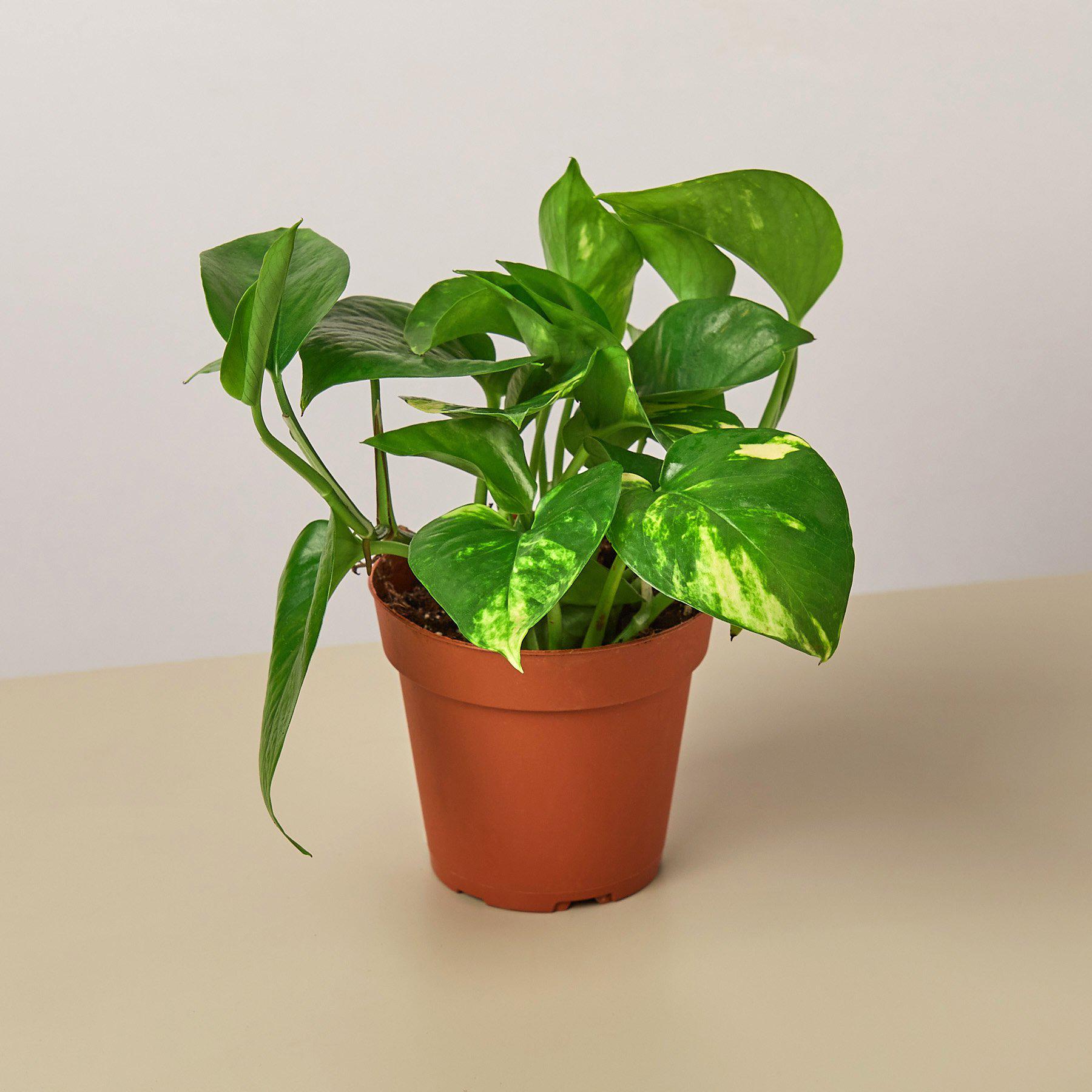 Pothos 'Golden' | Epipremnum aureum