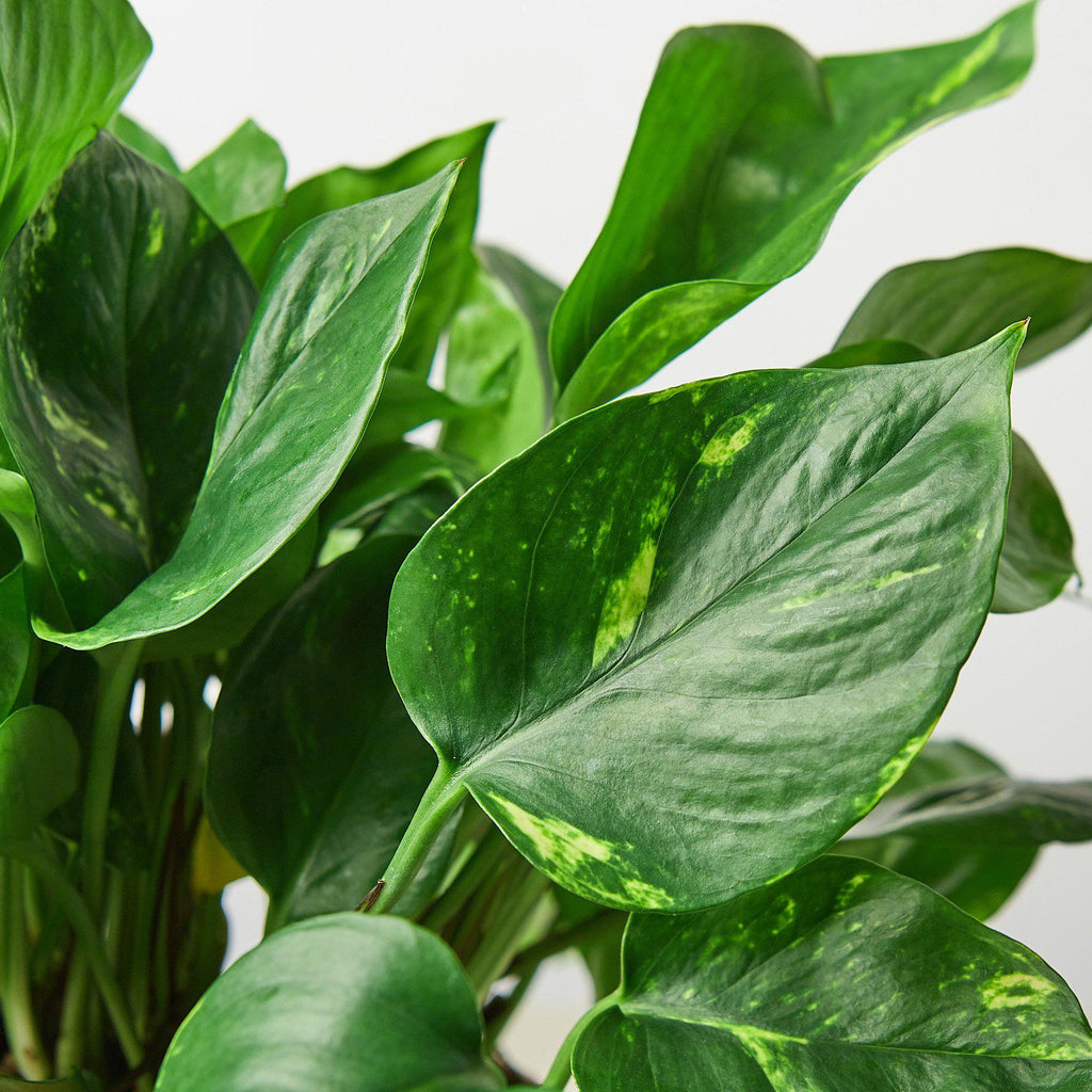 Pothos 'Golden' | Epipremnum aureum