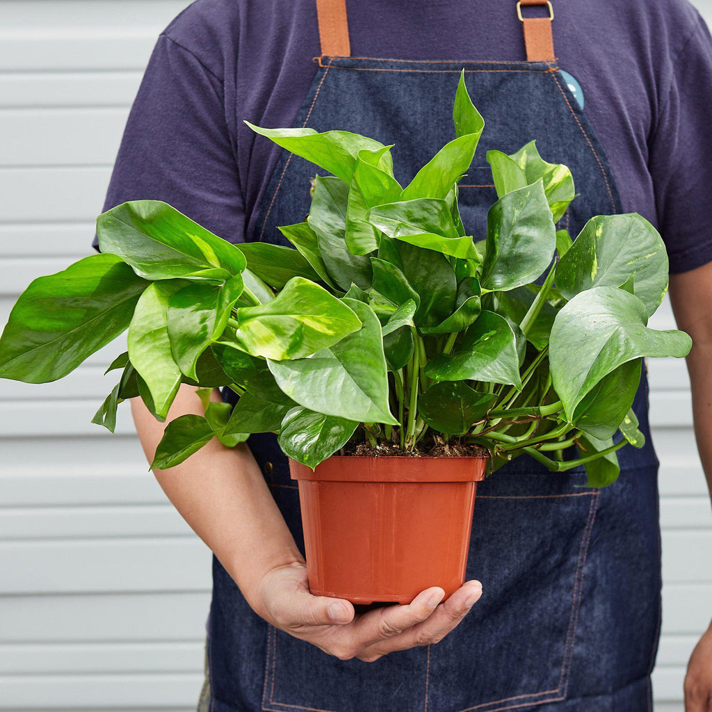 Pothos 'Golden' | Epipremnum aureum