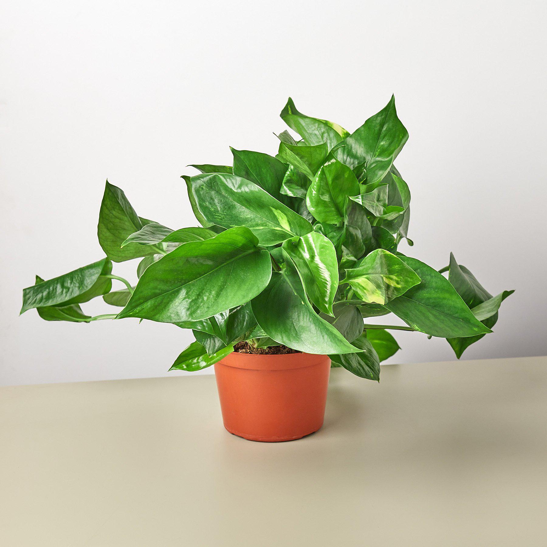 Pothos 'Golden' | Epipremnum aureum