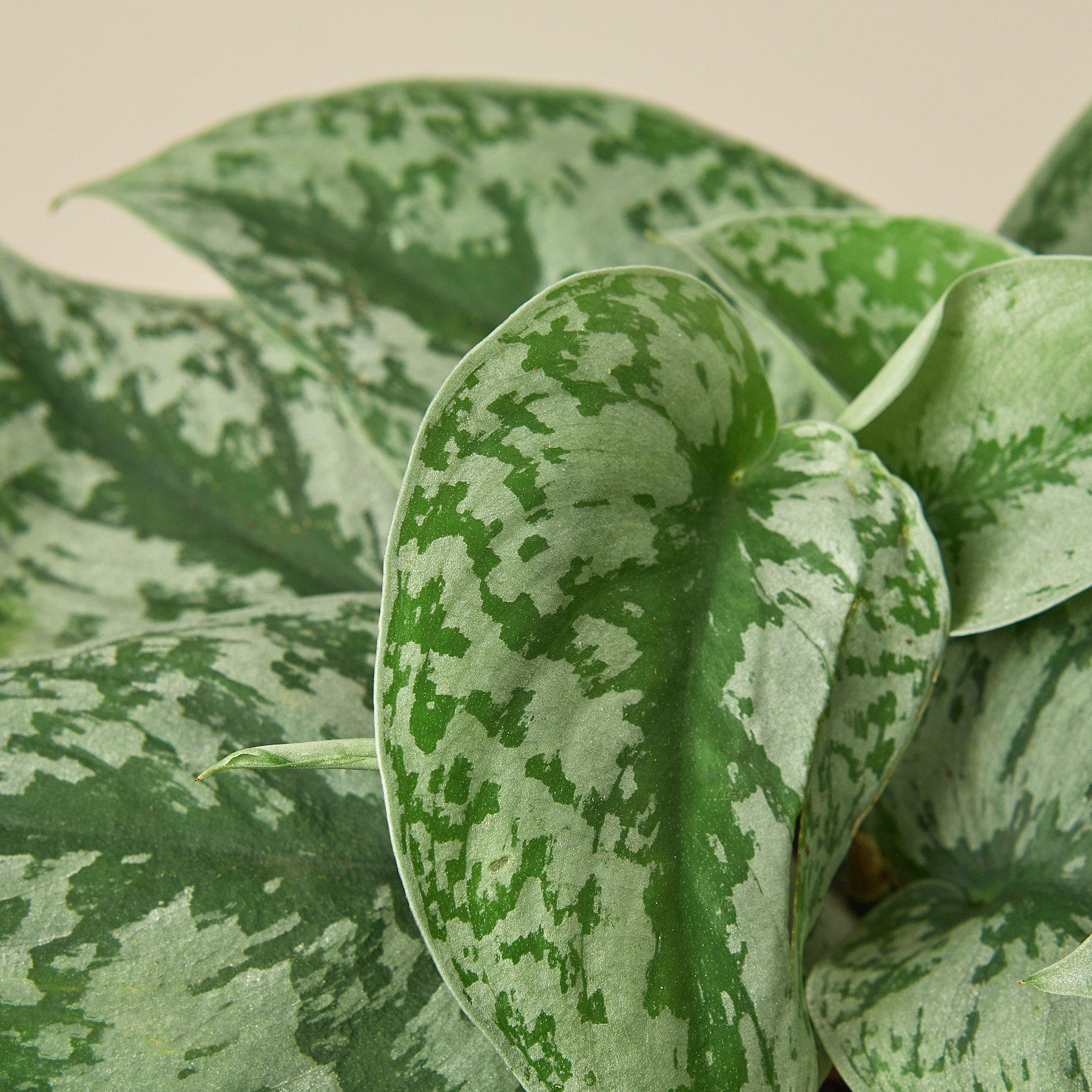 Pothos 'Silver Splash' | Scindapsus pictus 'Exotica'