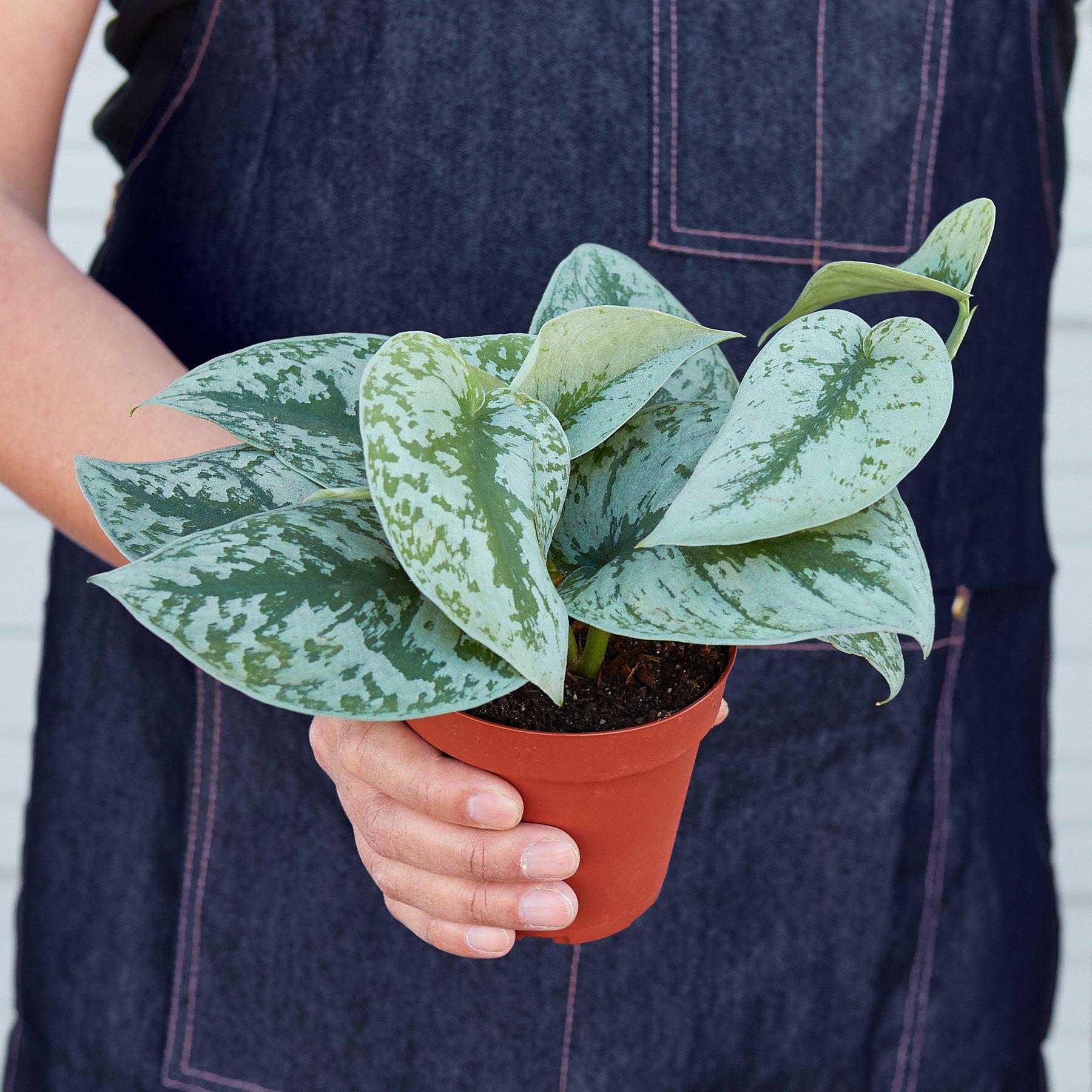 Pothos 'Silver Splash' | Scindapsus pictus 'Exotica'