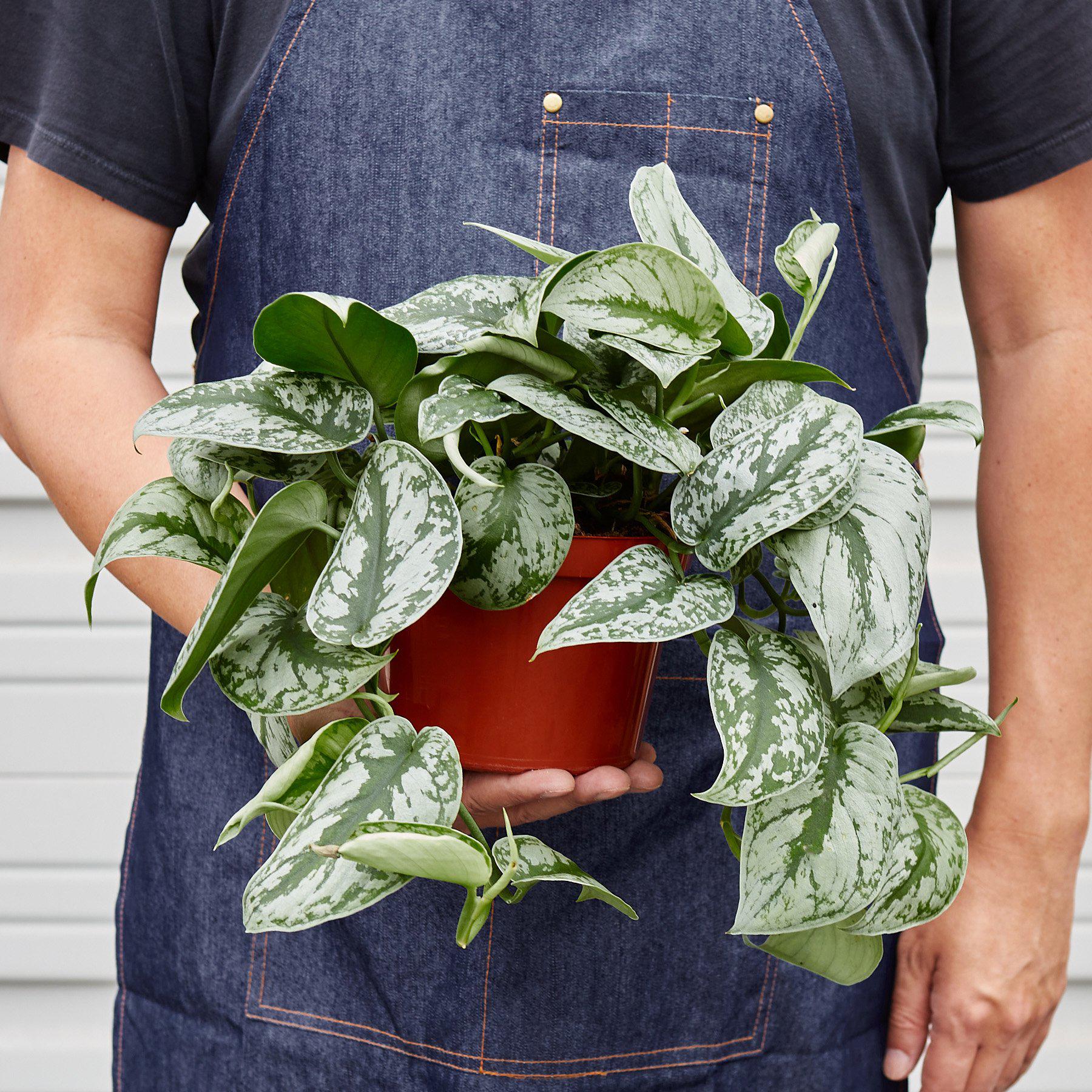 Pothos 'Silver Splash' | Scindapsus pictus 'Exotica'