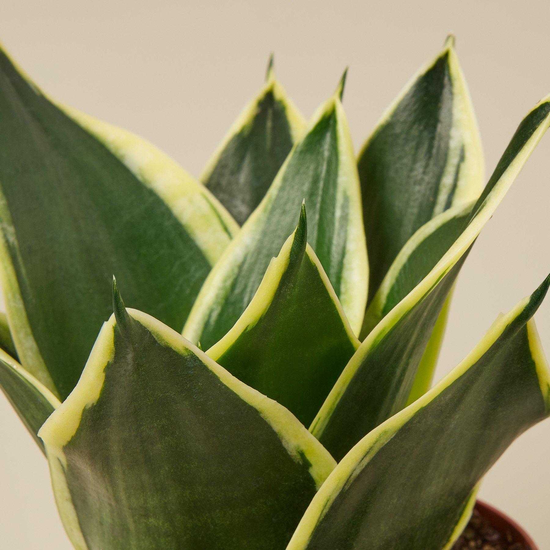 Snake Plant 'Black Gold' | Sansevieria trifasciata 'Black Gold'