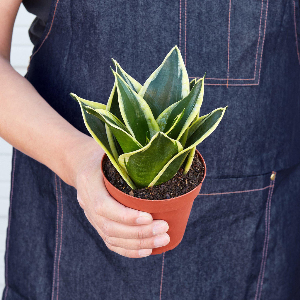 Snake Plant 'Black Gold' | Sansevieria trifasciata 'Black Gold'