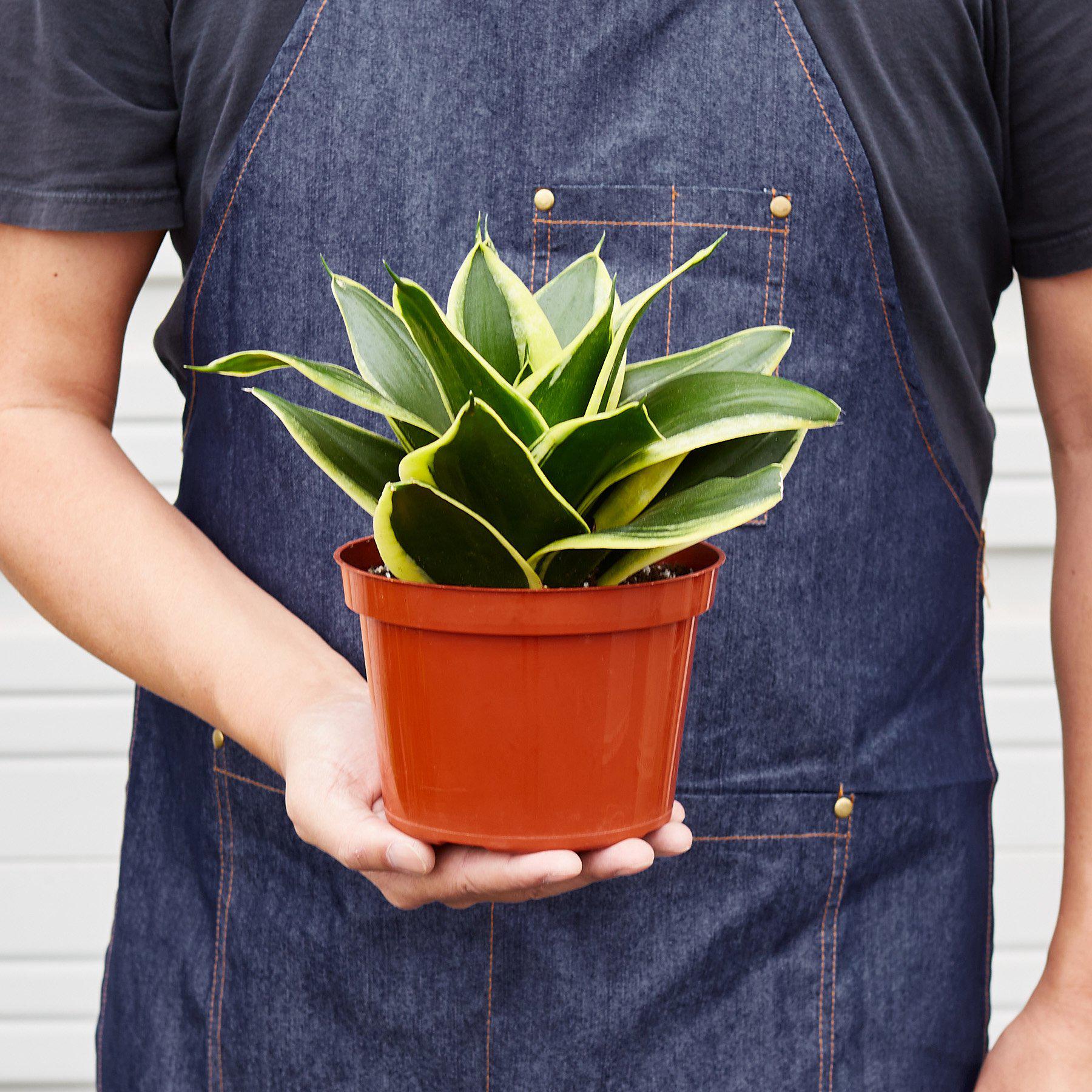 Snake Plant 'Black Gold' | Sansevieria trifasciata 'Black Gold'