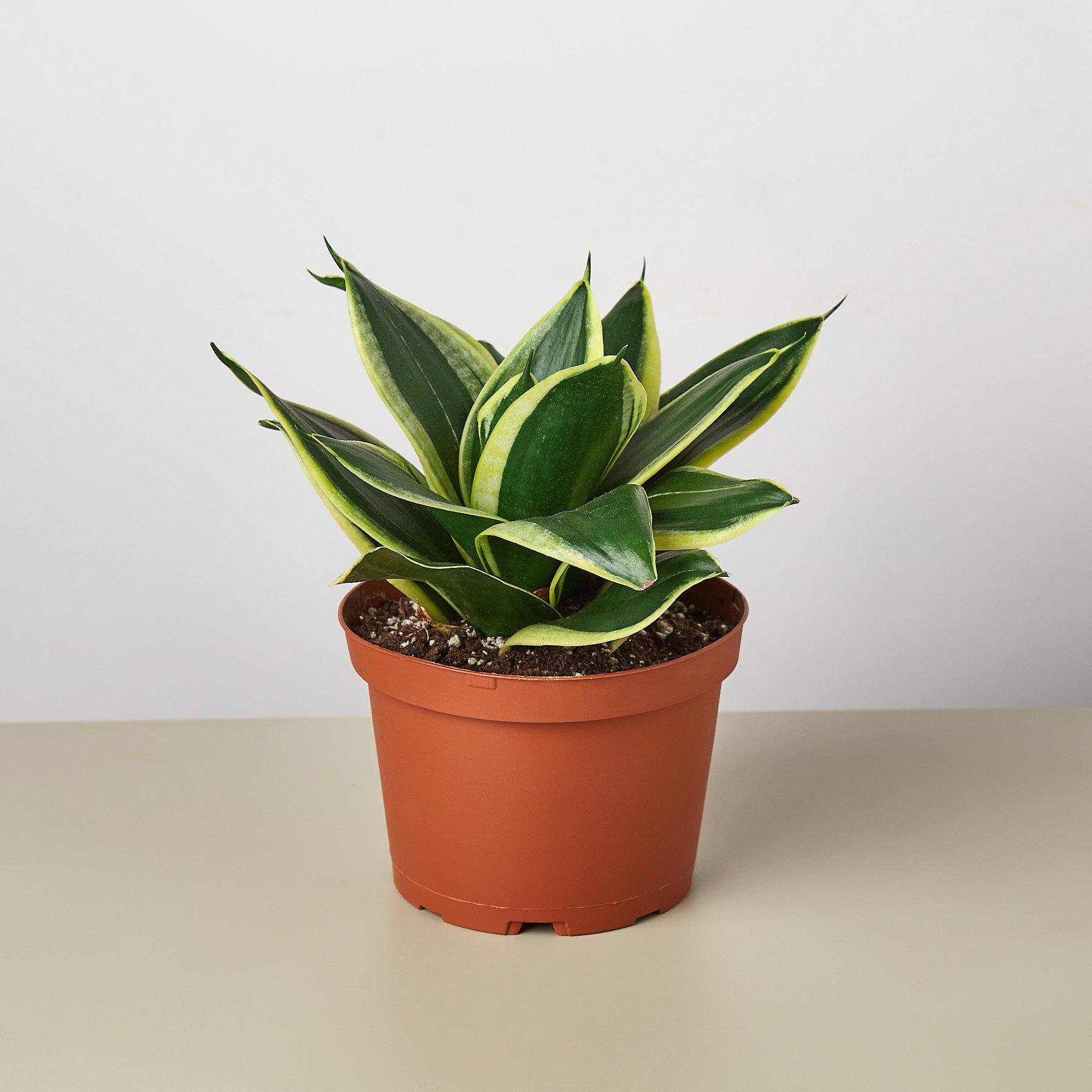 Snake Plant 'Black Gold' | Sansevieria trifasciata 'Black Gold'