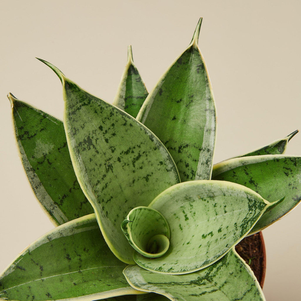 Snake Plant 'Starlight' | Sansevieria trifasciata 'Starlight'