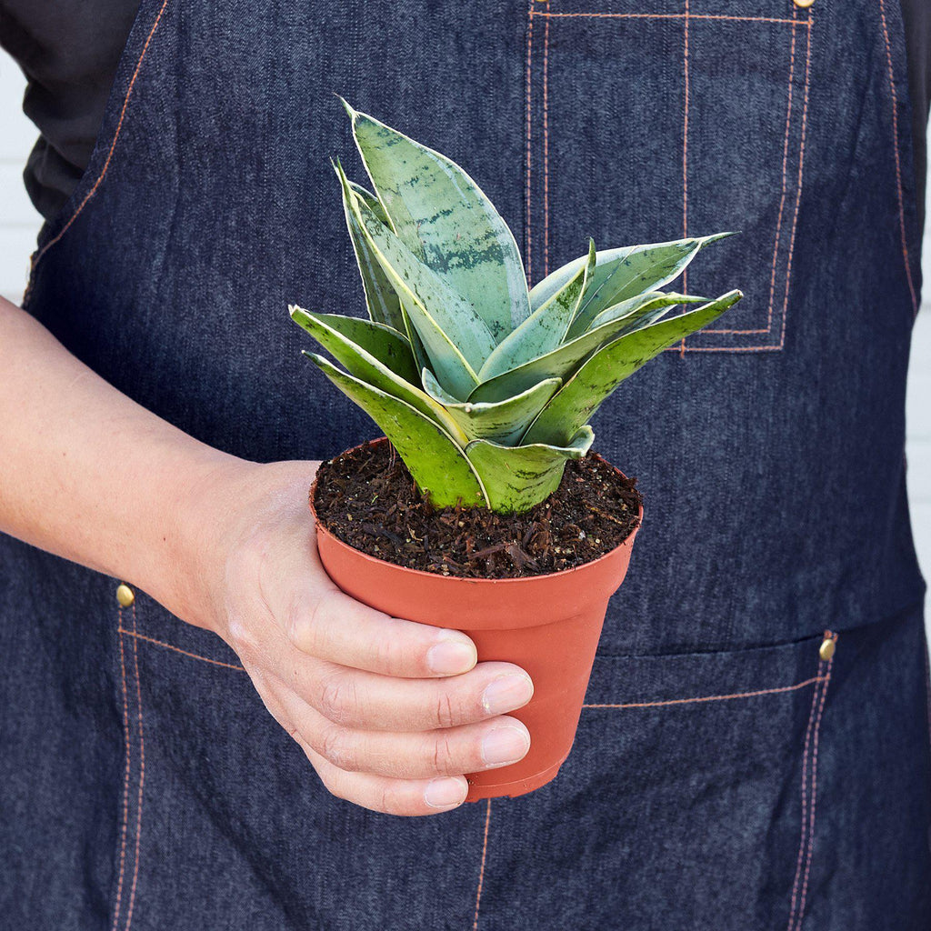 Snake Plant 'Starlight' | Sansevieria trifasciata 'Starlight'