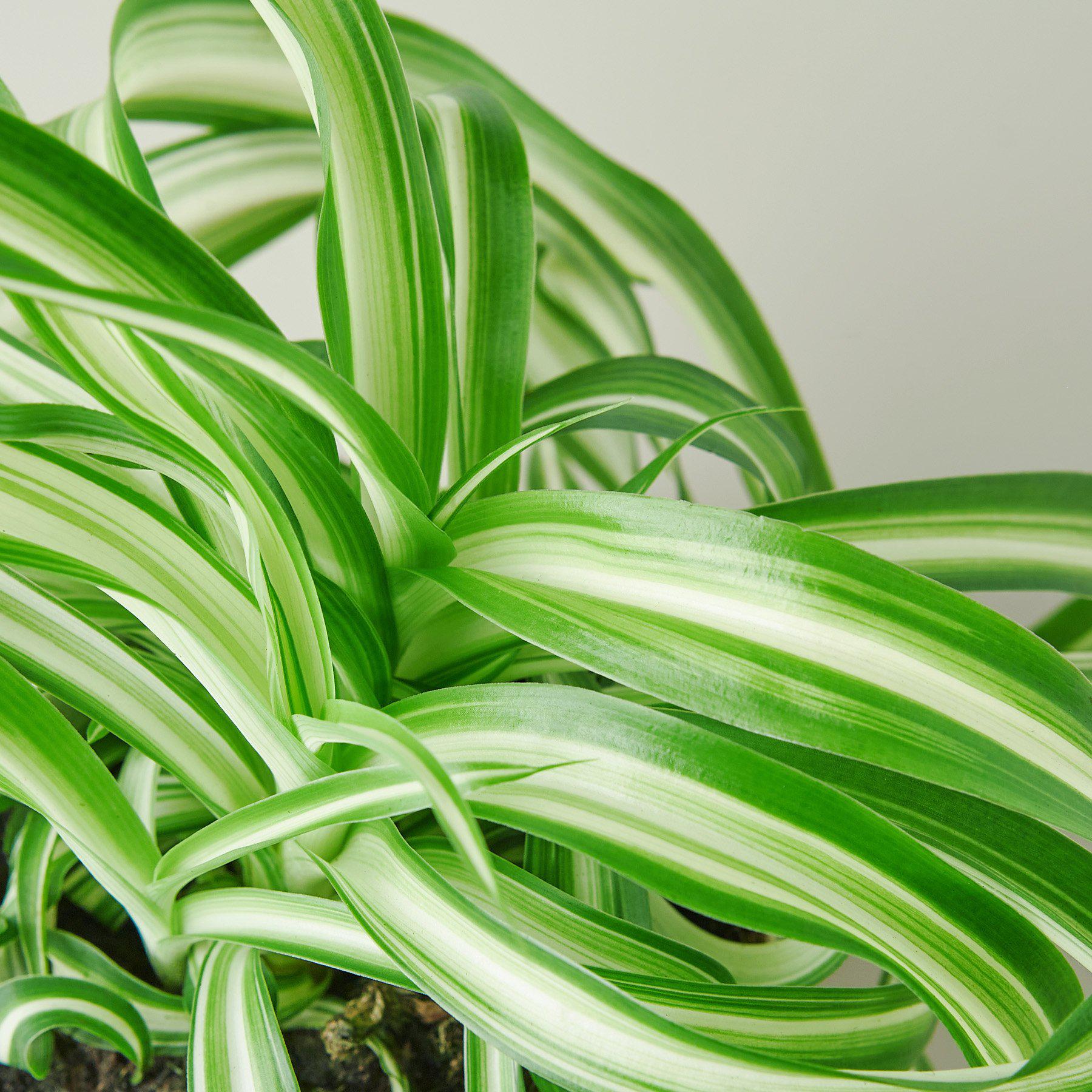 Spider Plant 'Bonnie' | Chlorophytum comosum 'Bonnie'
