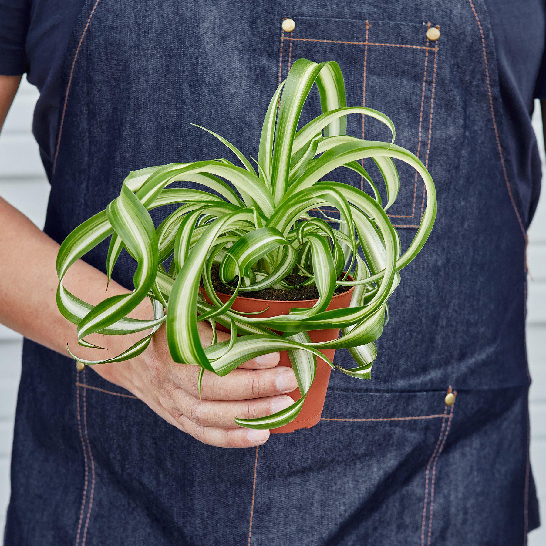 Spider Plant 'Bonnie' | Chlorophytum comosum 'Bonnie'