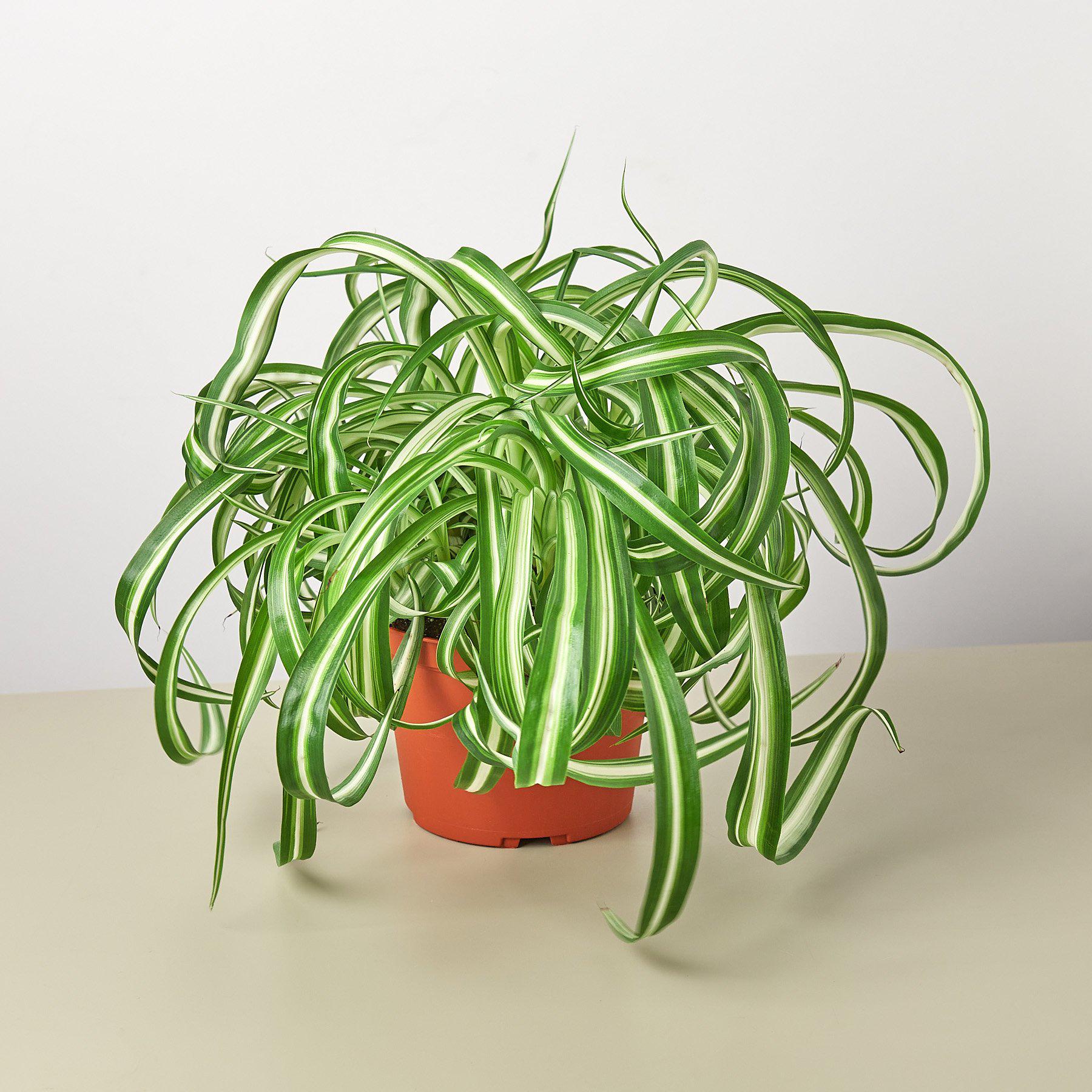 Spider Plant 'Bonnie' | Chlorophytum comosum 'Bonnie'