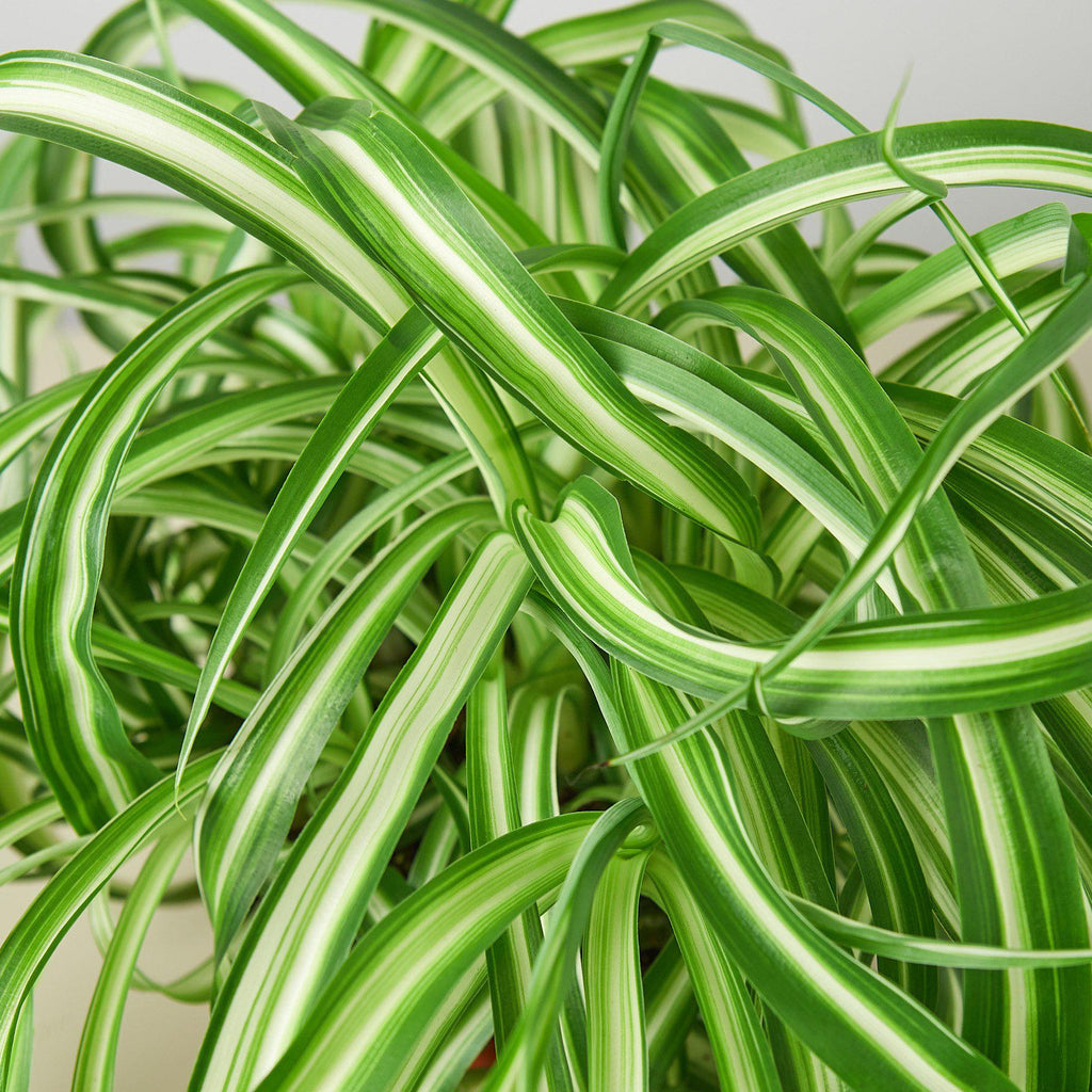 Spider Plant 'Bonnie' | Chlorophytum comosum 'Bonnie'