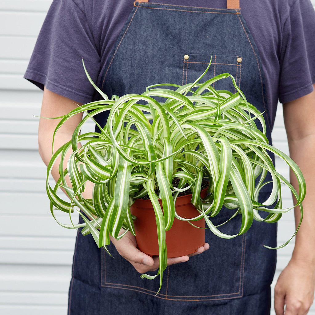 Spider Plant 'Bonnie' | Chlorophytum comosum 'Bonnie'