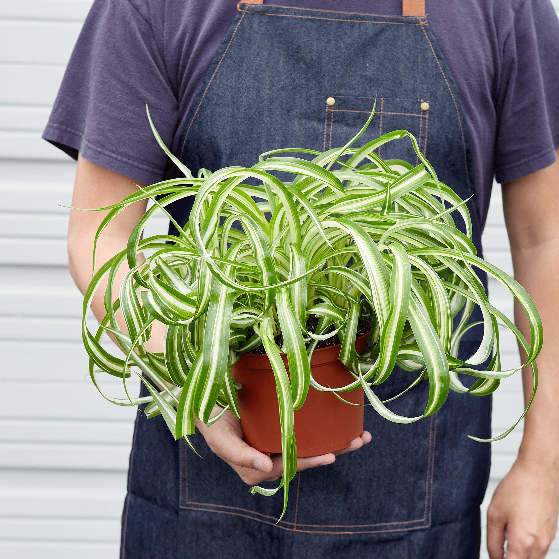 Spider Plant 'Bonnie' | Chlorophytum comosum 'Bonnie'
