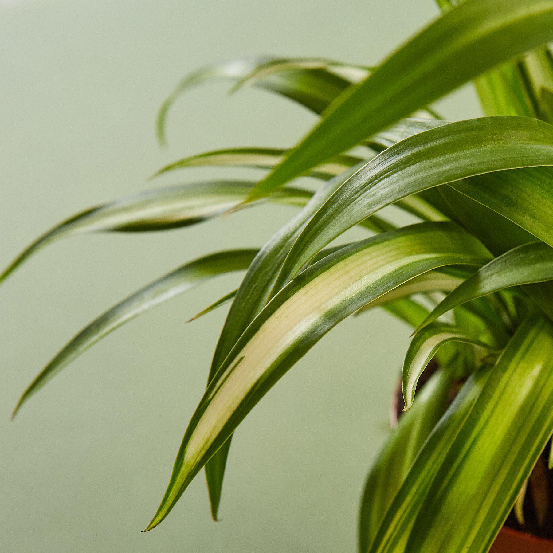 Spider Plant 'Hawaiian' | Chlorophytum comosum 'Hawaiian'