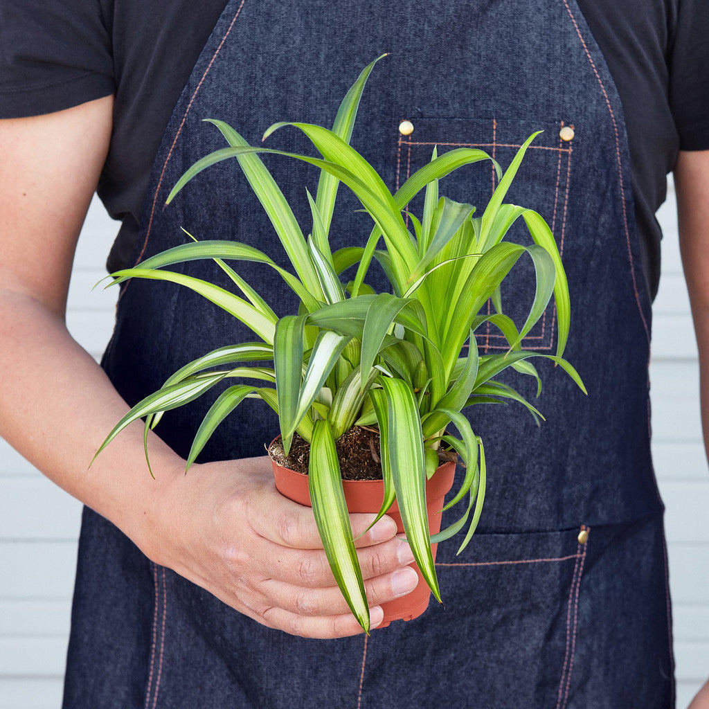 Spider Plant 'Hawaiian' | Chlorophytum comosum 'Hawaiian'