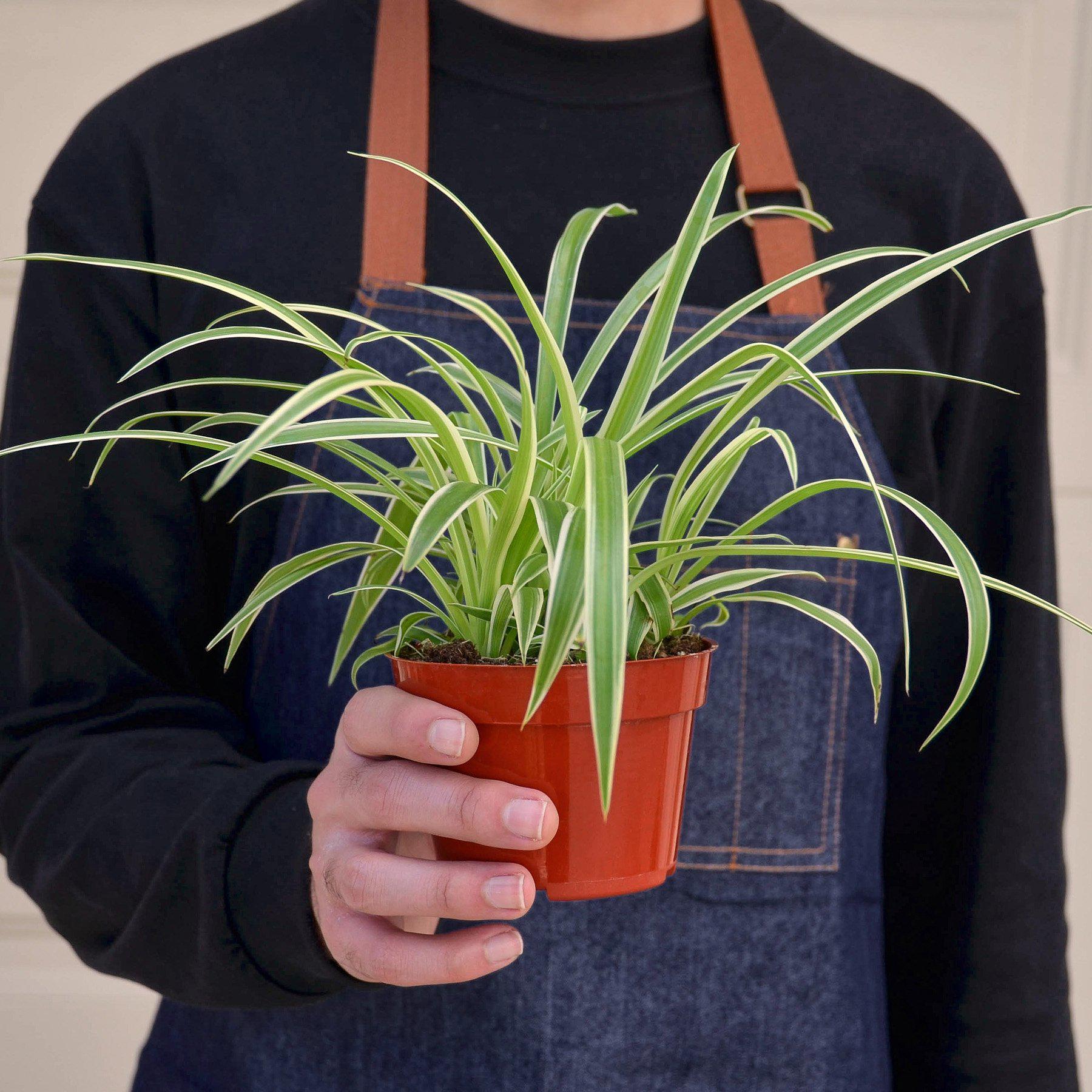Spider Plant 'Reverse' | Chlorophytum comosum 'Variegatum'