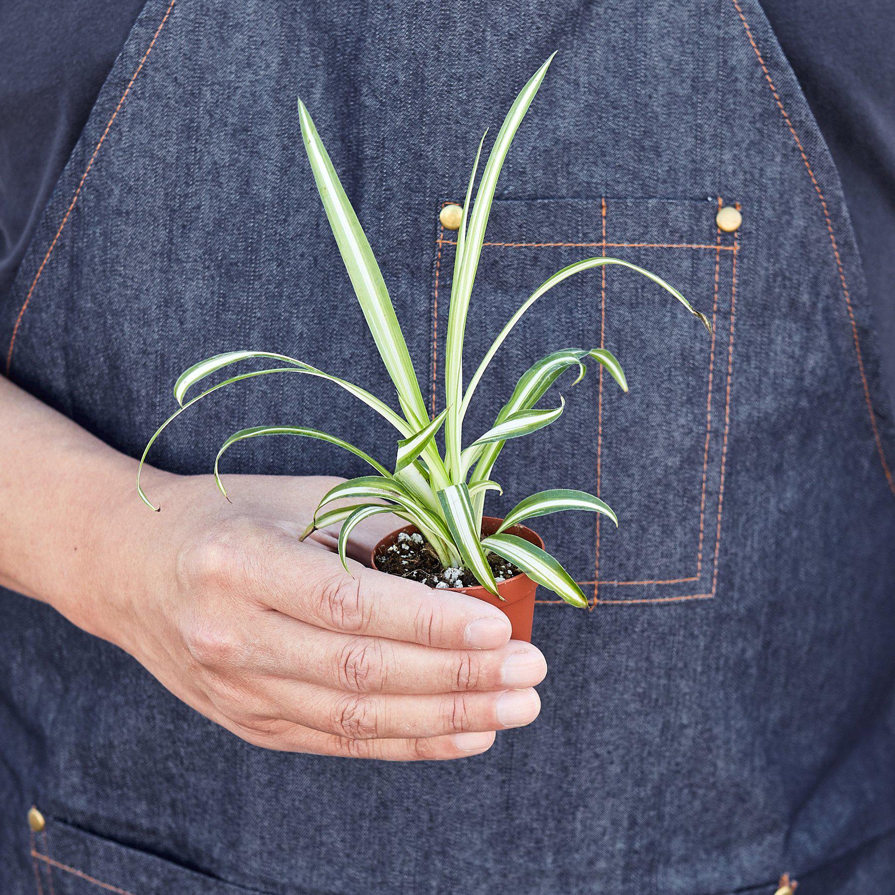 Spider Plant 'Reverse' | Chlorophytum comosum 'Variegatum'