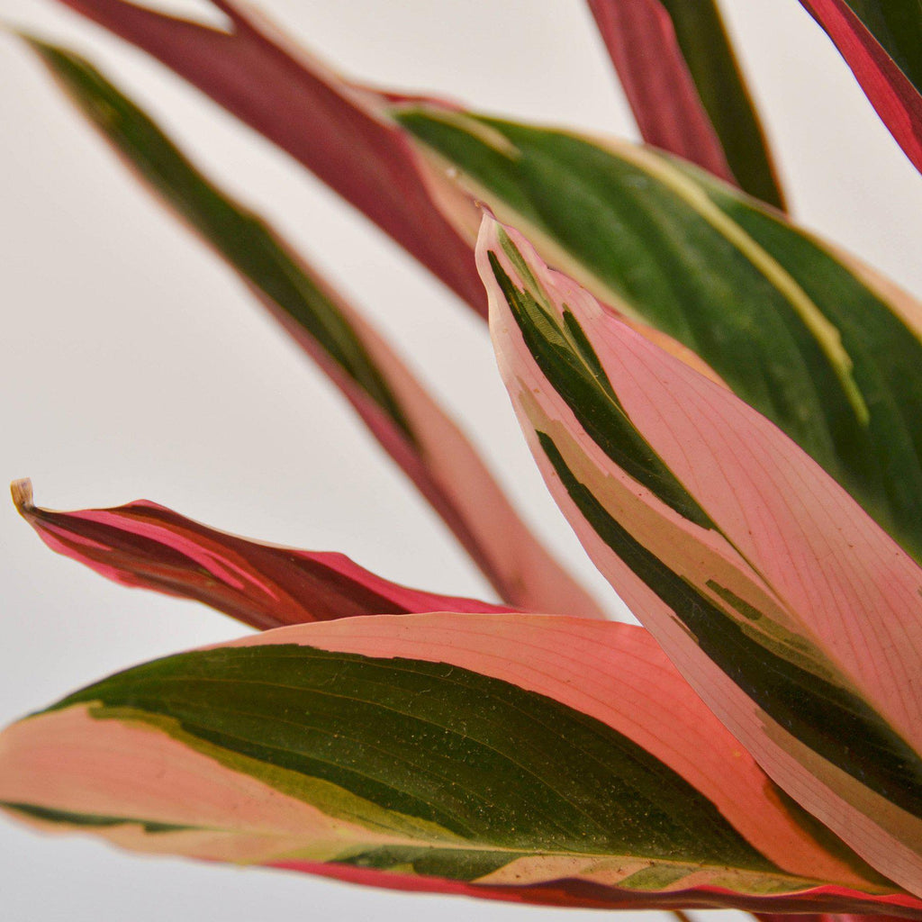 Stromanthe 'Triostar' | Stromanthe sanguinea 'Triostar'