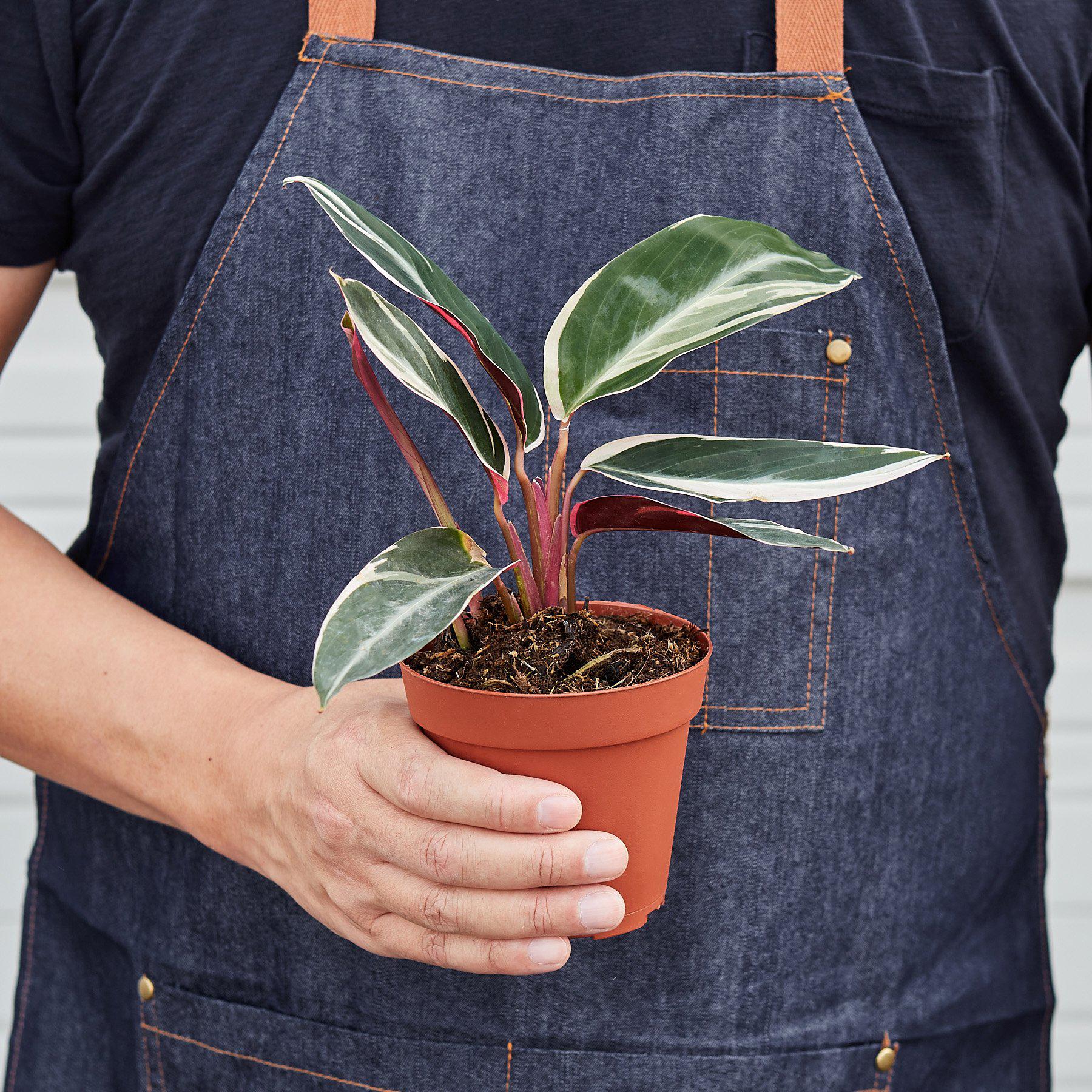Stromanthe 'Triostar' | Stromanthe sanguinea 'Triostar'
