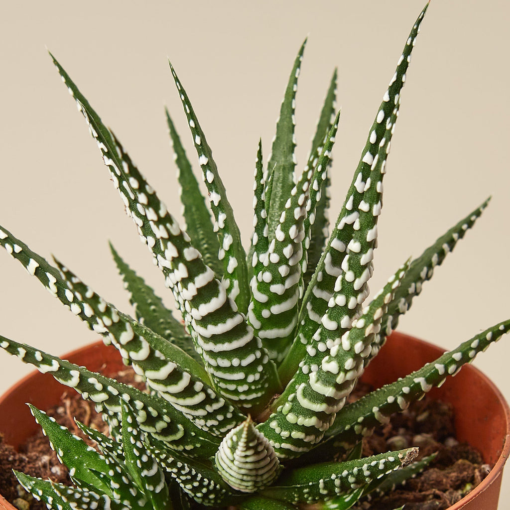 Zebra Succulent | Haworthiopsis fasciata