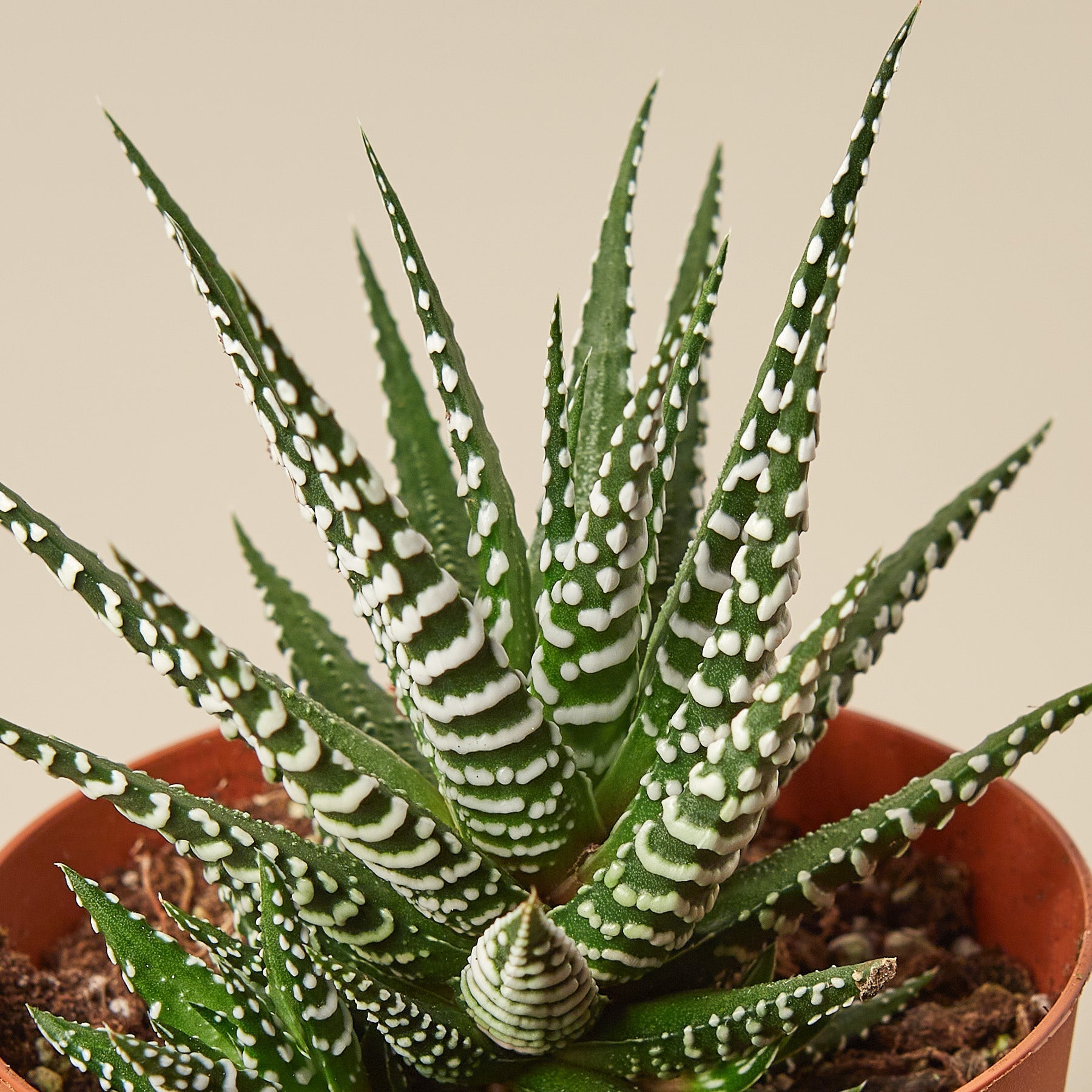 Zebra Succulent | Haworthiopsis fasciata