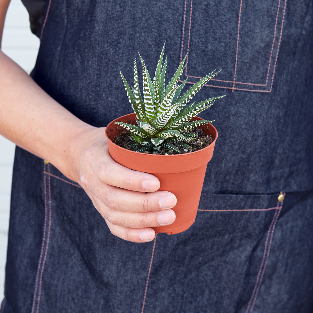 Zebra Succulent | Haworthiopsis fasciata